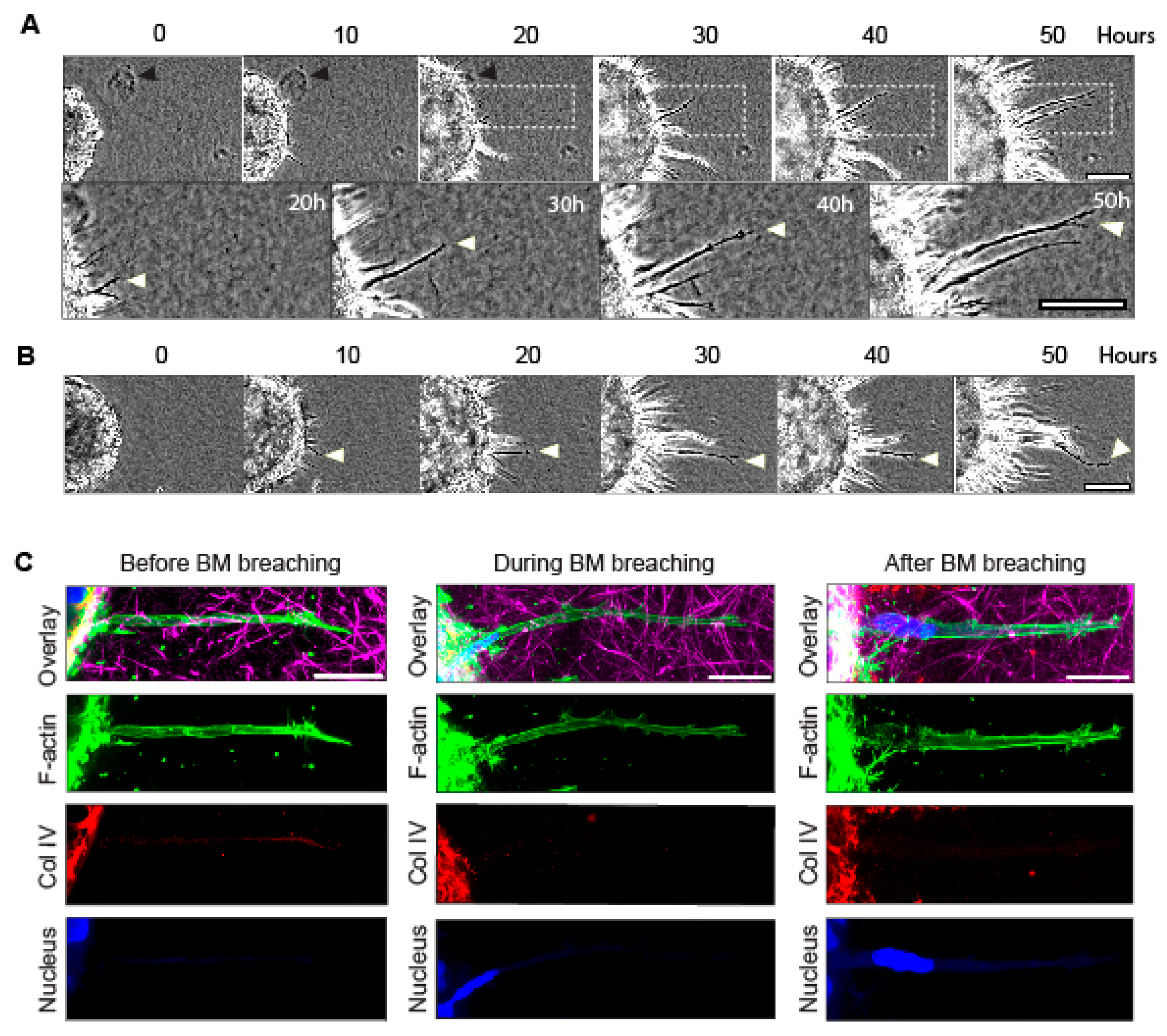 Cells 12 02474 g001 Cells 12 02474 g001