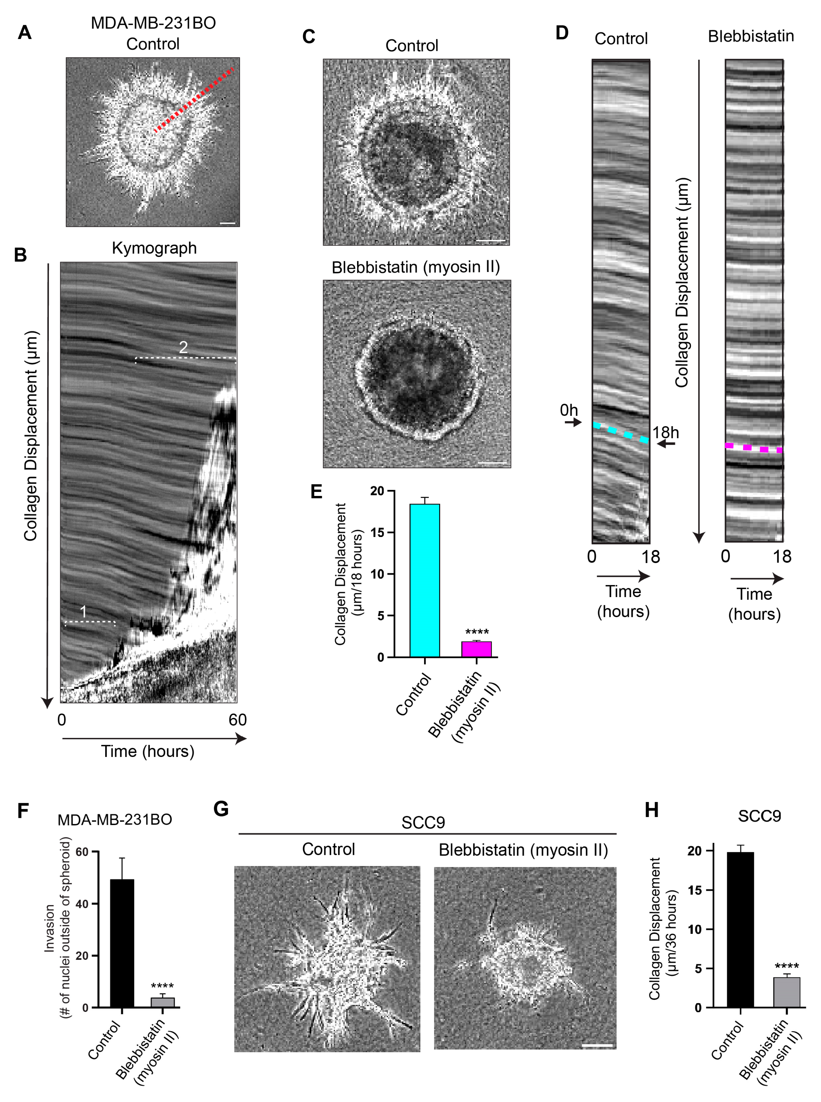 Cells 12 02474 g002 Cells 12 02474 g002