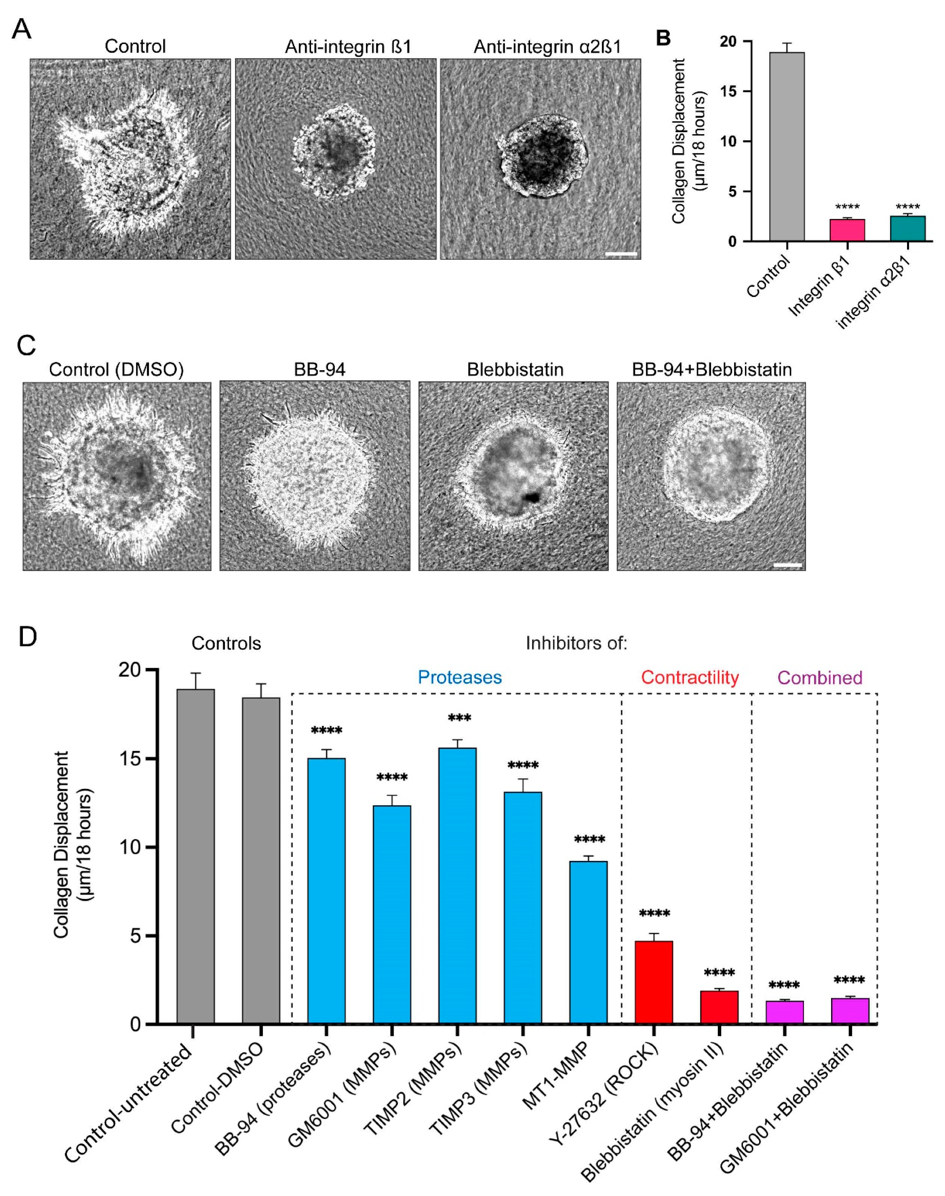 Cells 12 02474 g005 Cells 12 02474 g005