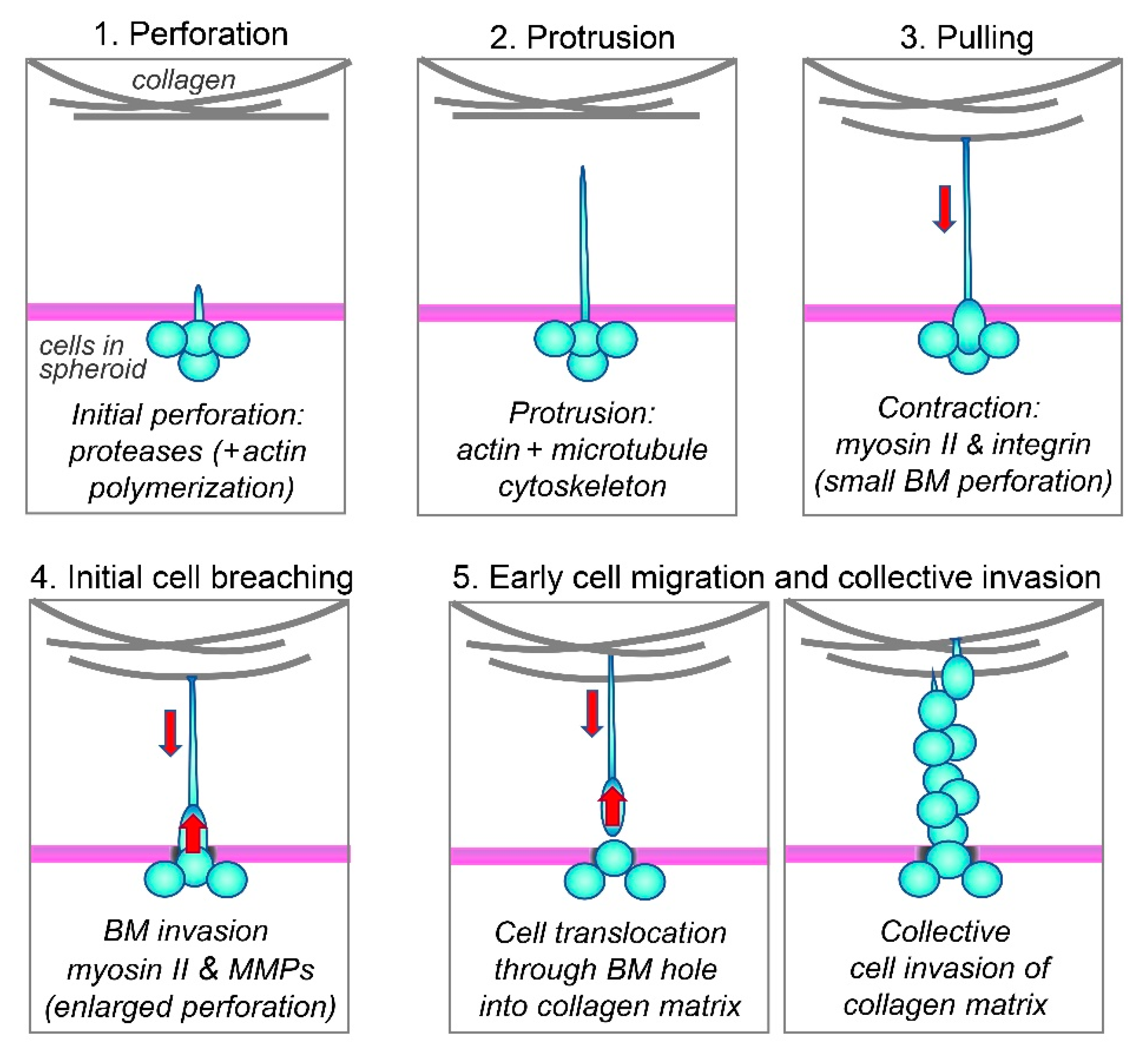 Cells 12 02474 g007 Cells 12 02474 g007