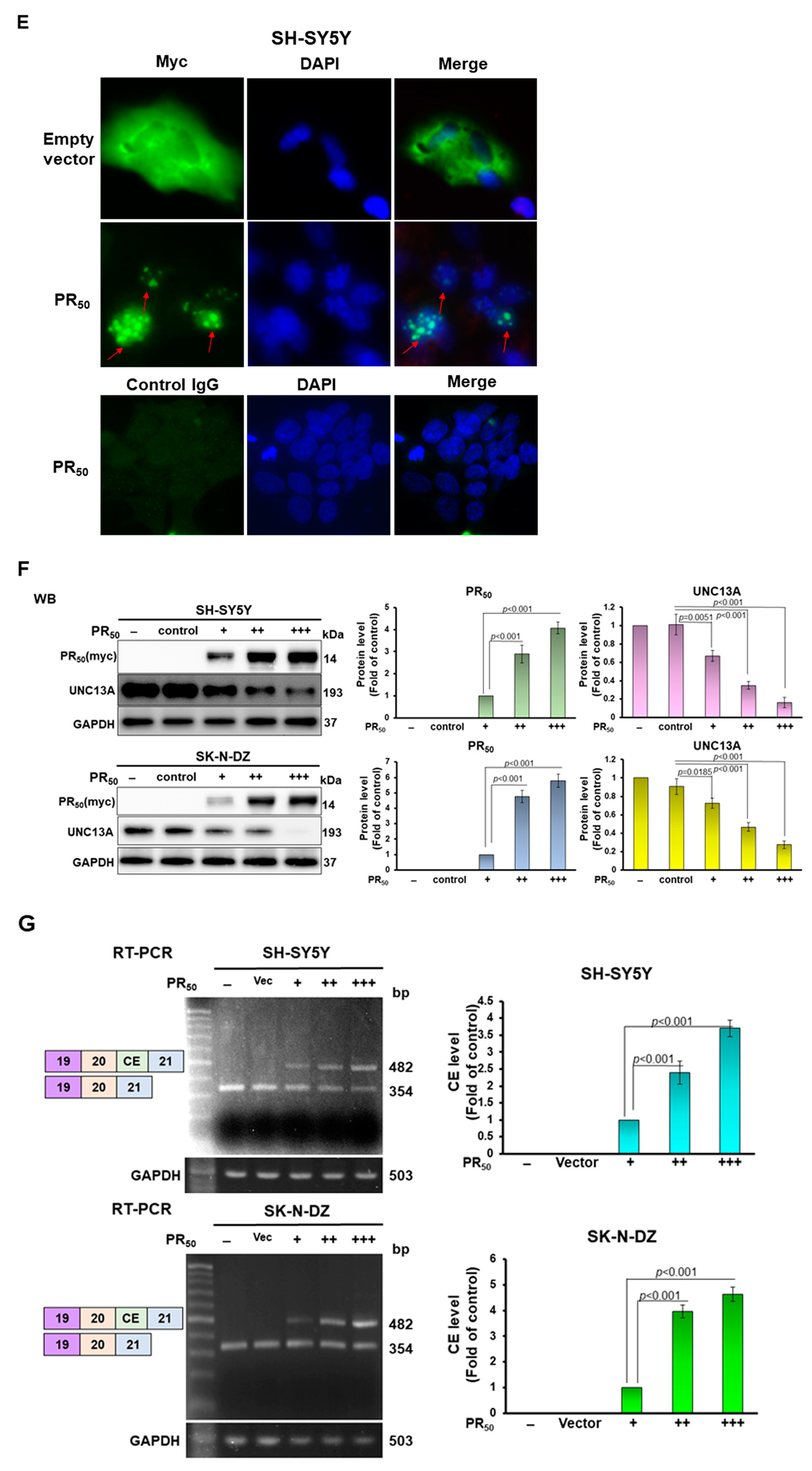 Cells 12 02476 g001b