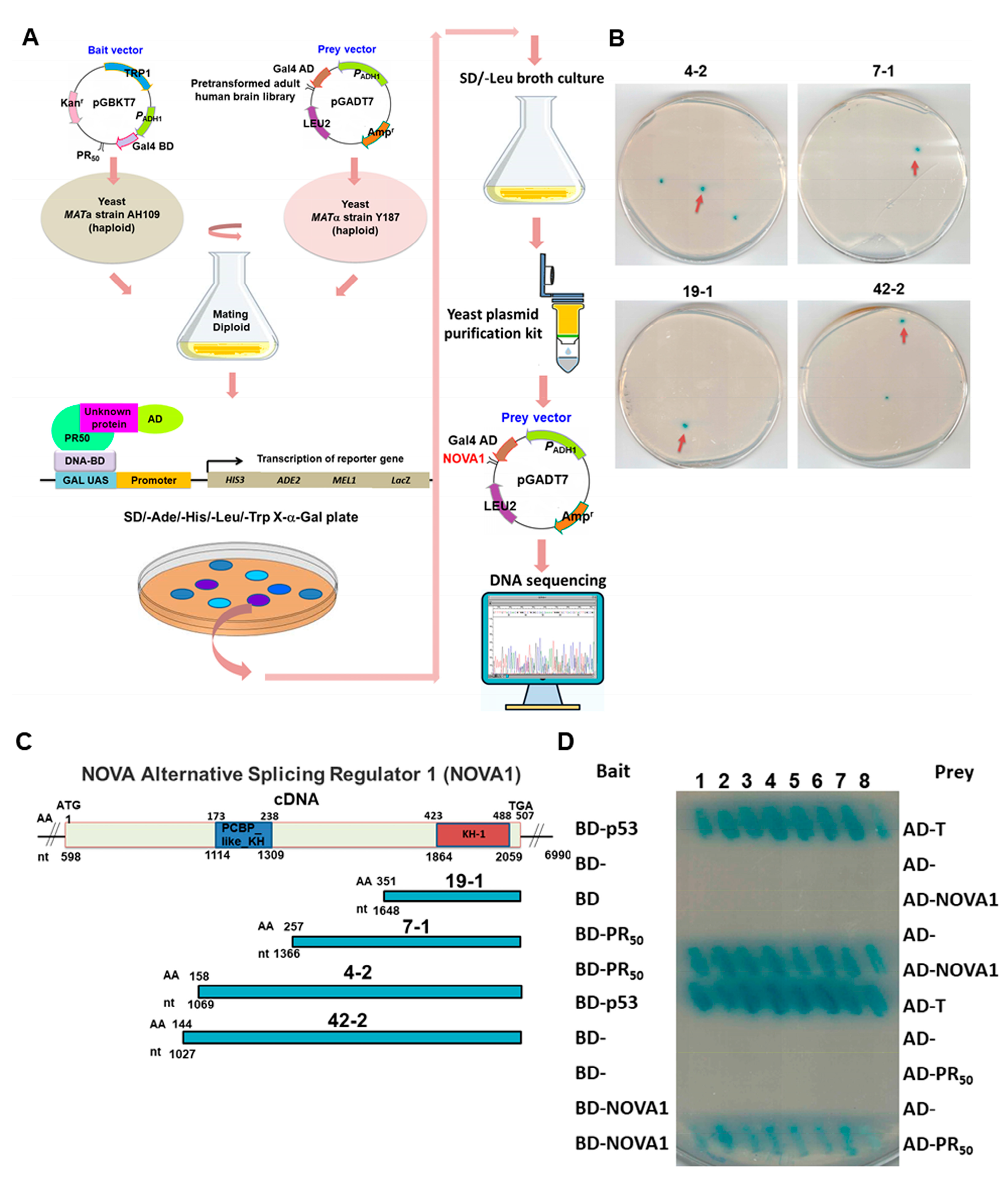 Cells 12 02476 g002a