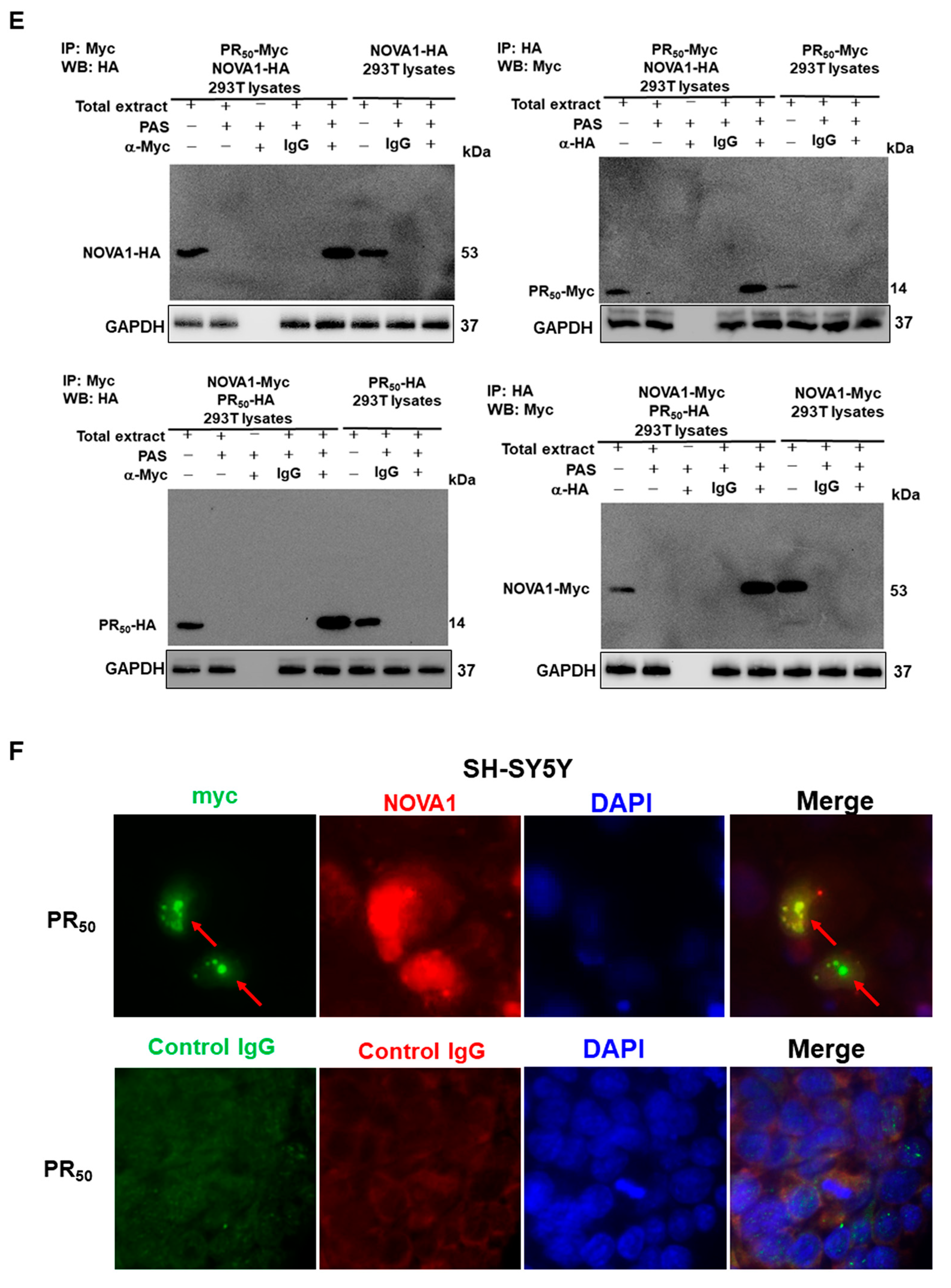 Cells 12 02476 g002b