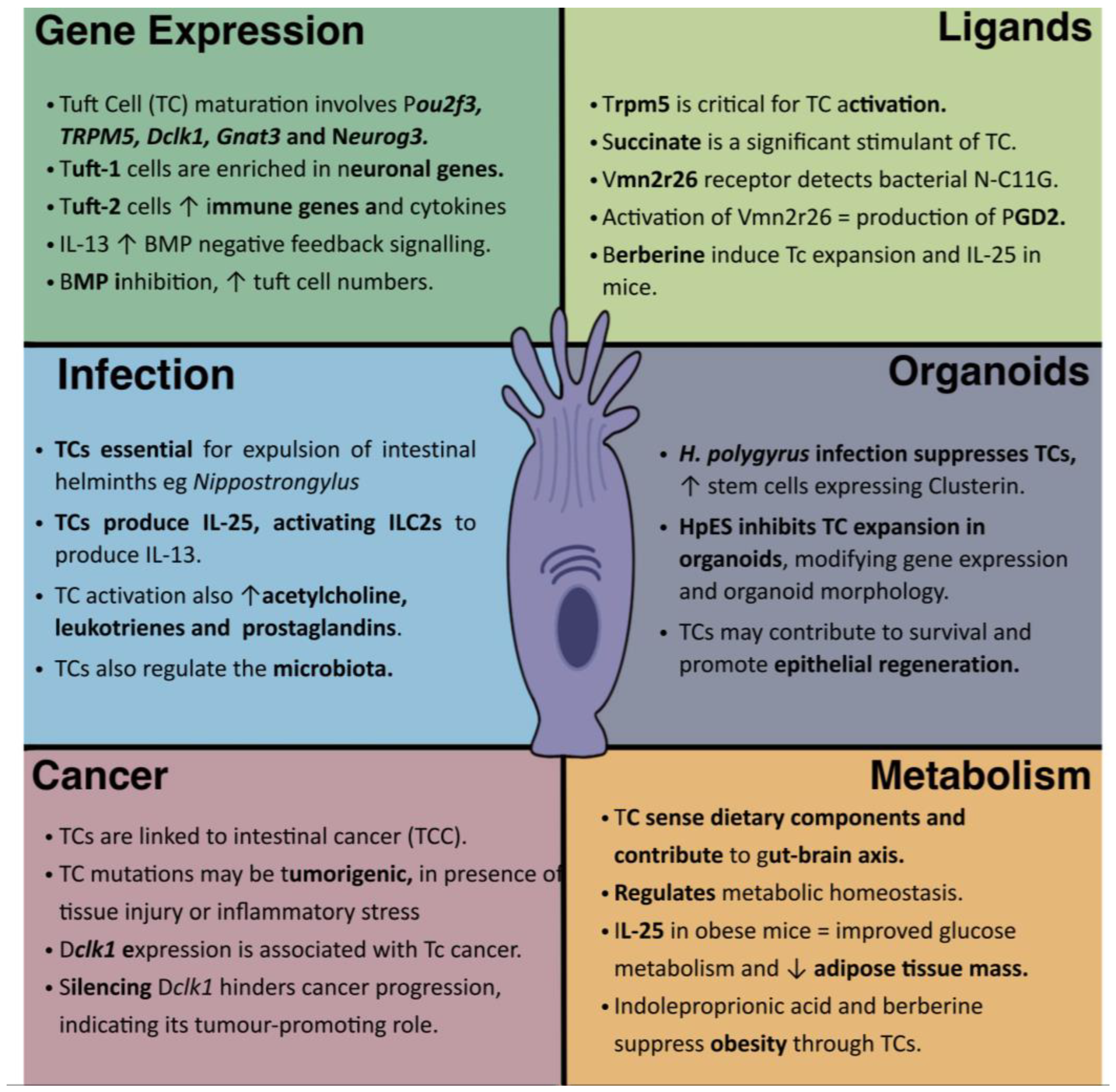 Cells, Free Full-Text