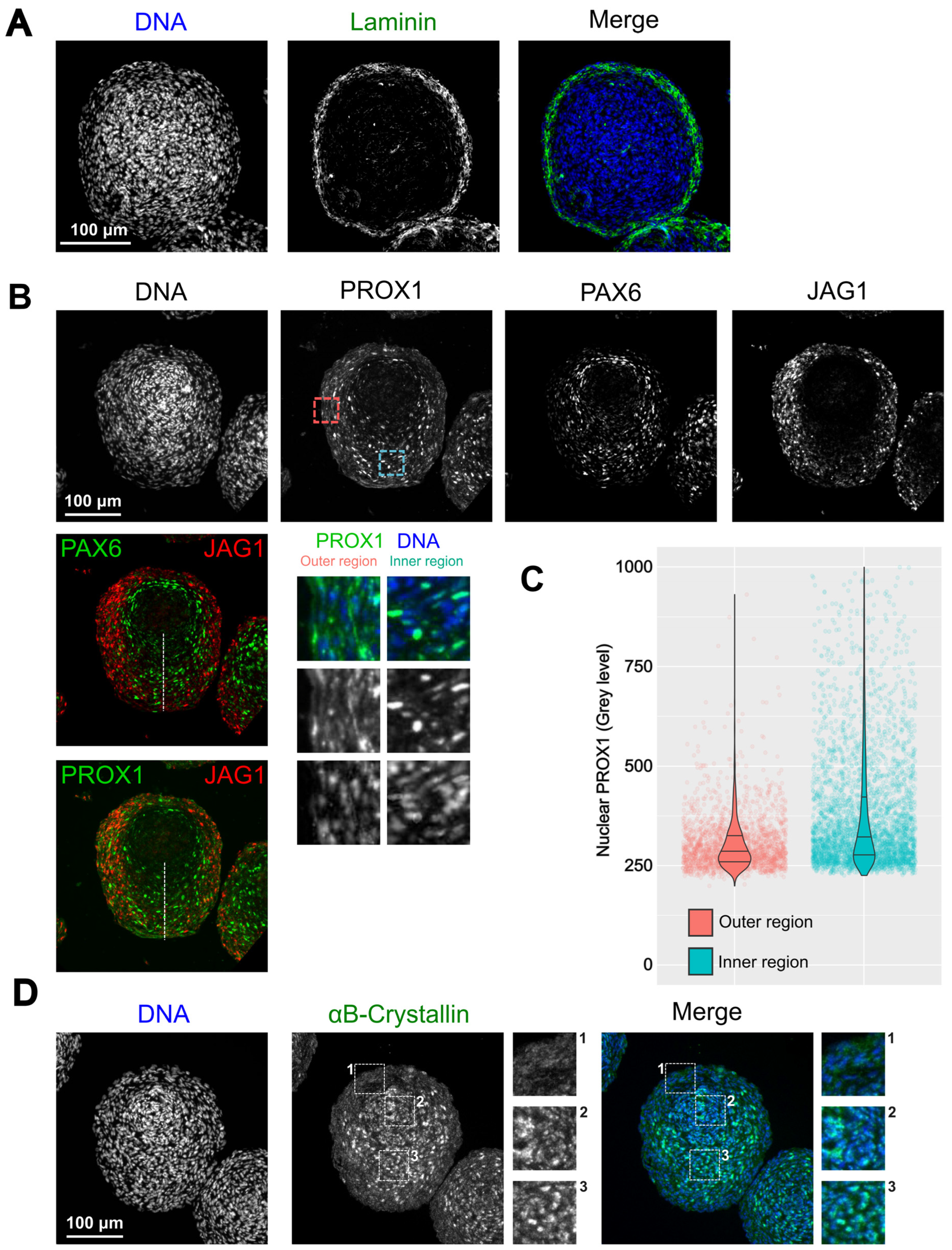 Cells 12 02478 g004 Cells 12 02478 g004