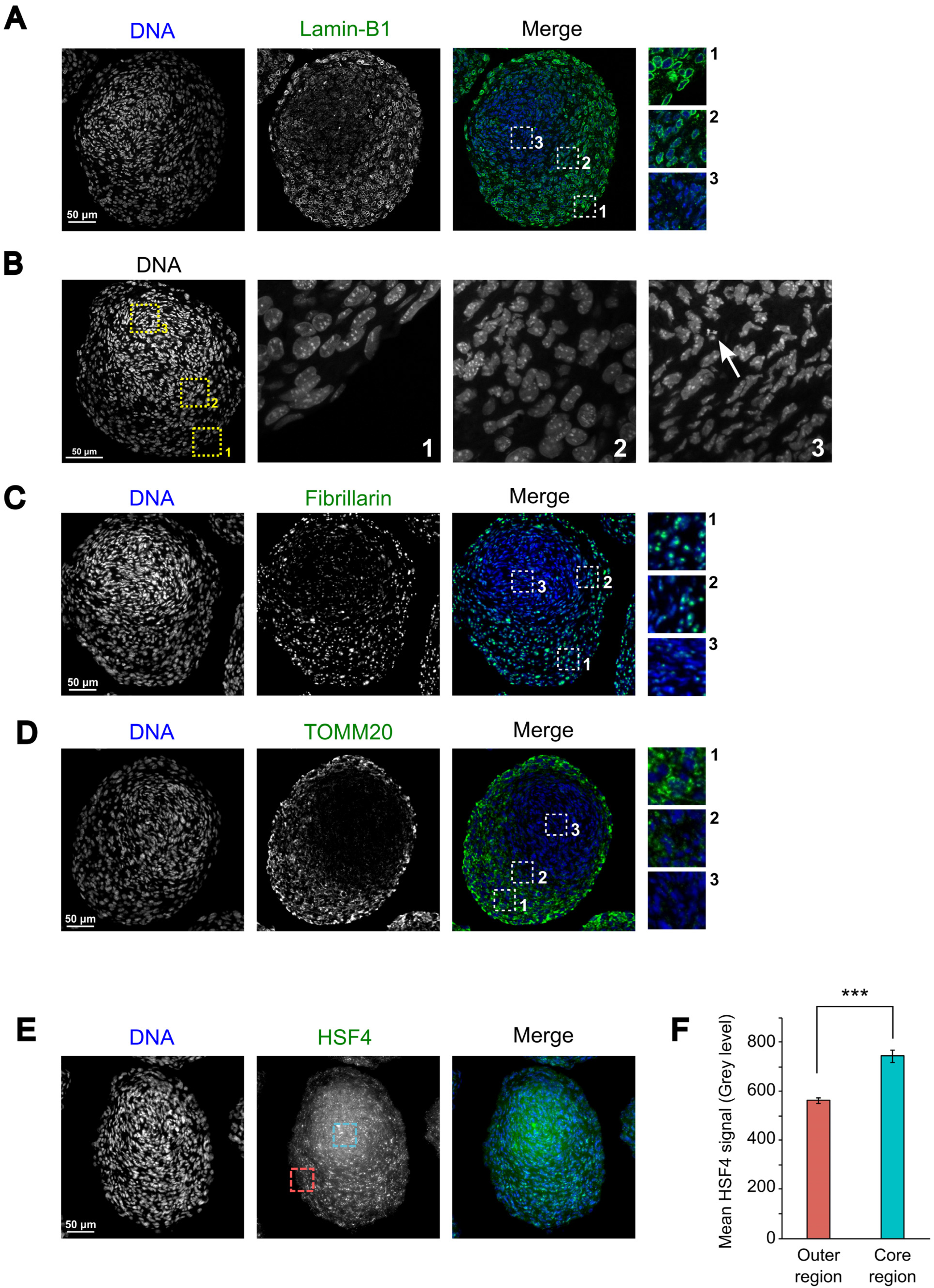 Cells 12 02478 g005 Cells 12 02478 g005