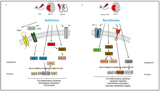 Cells | Free Full-Text | Neuroprotection Is in the Air—Inhaled Gases on ...