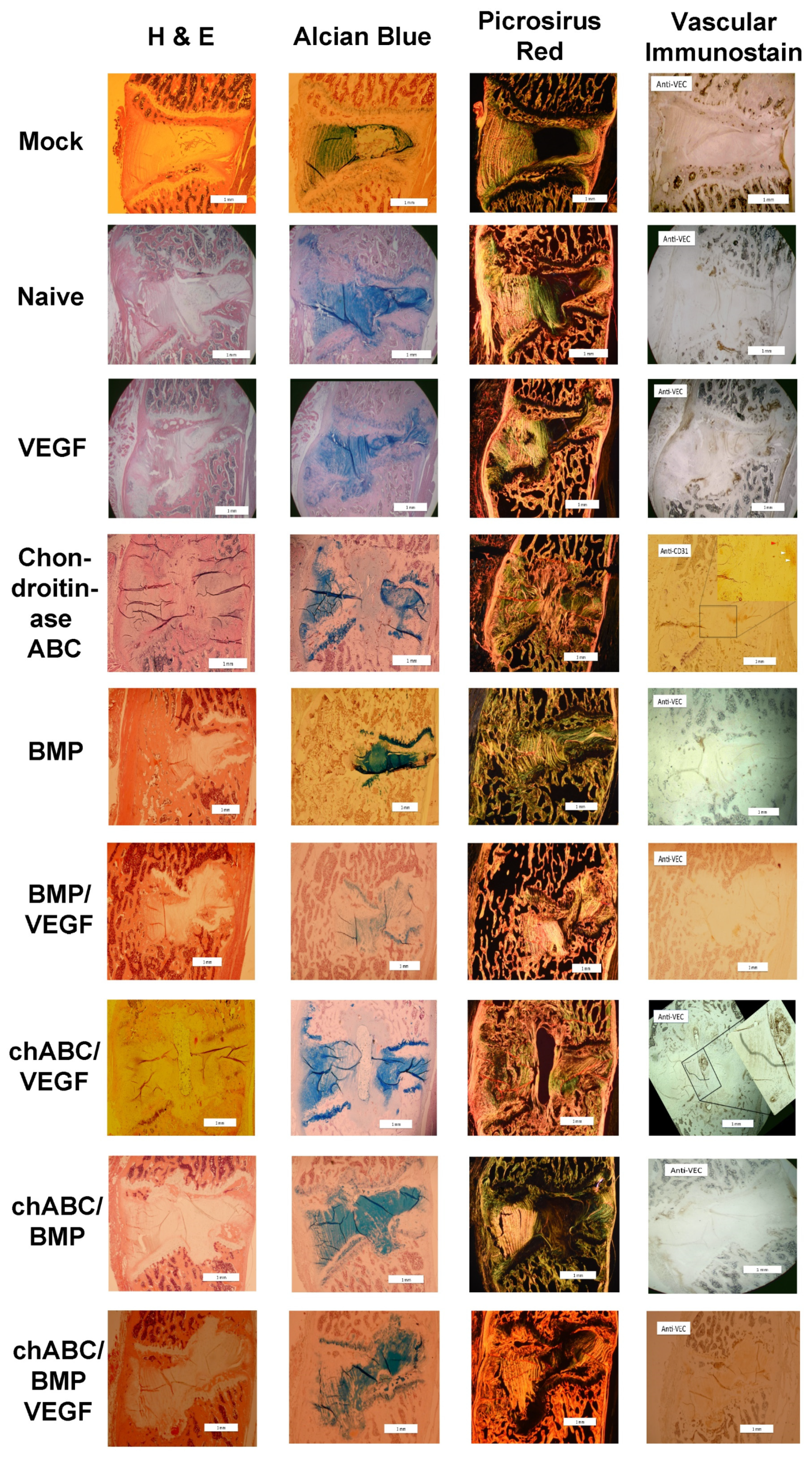 Cells 12 02488 g007 Cells 12 02488 g007