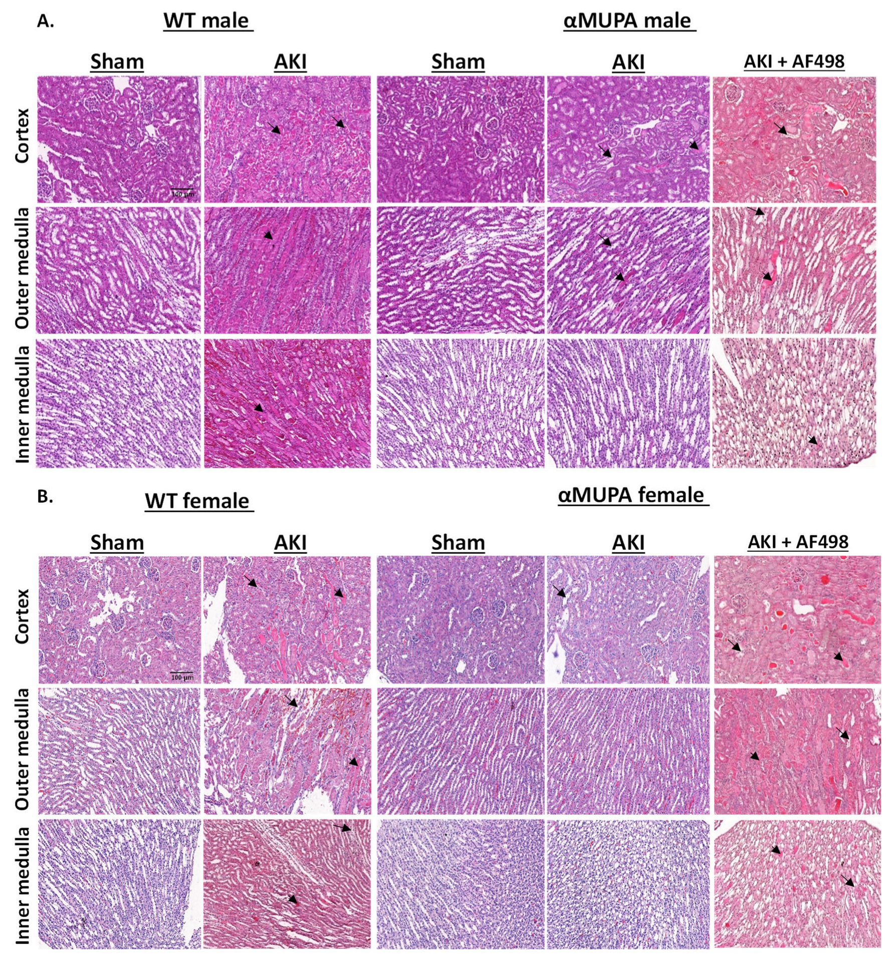 Cells 12 02497 g002 Cells 12 02497 g002