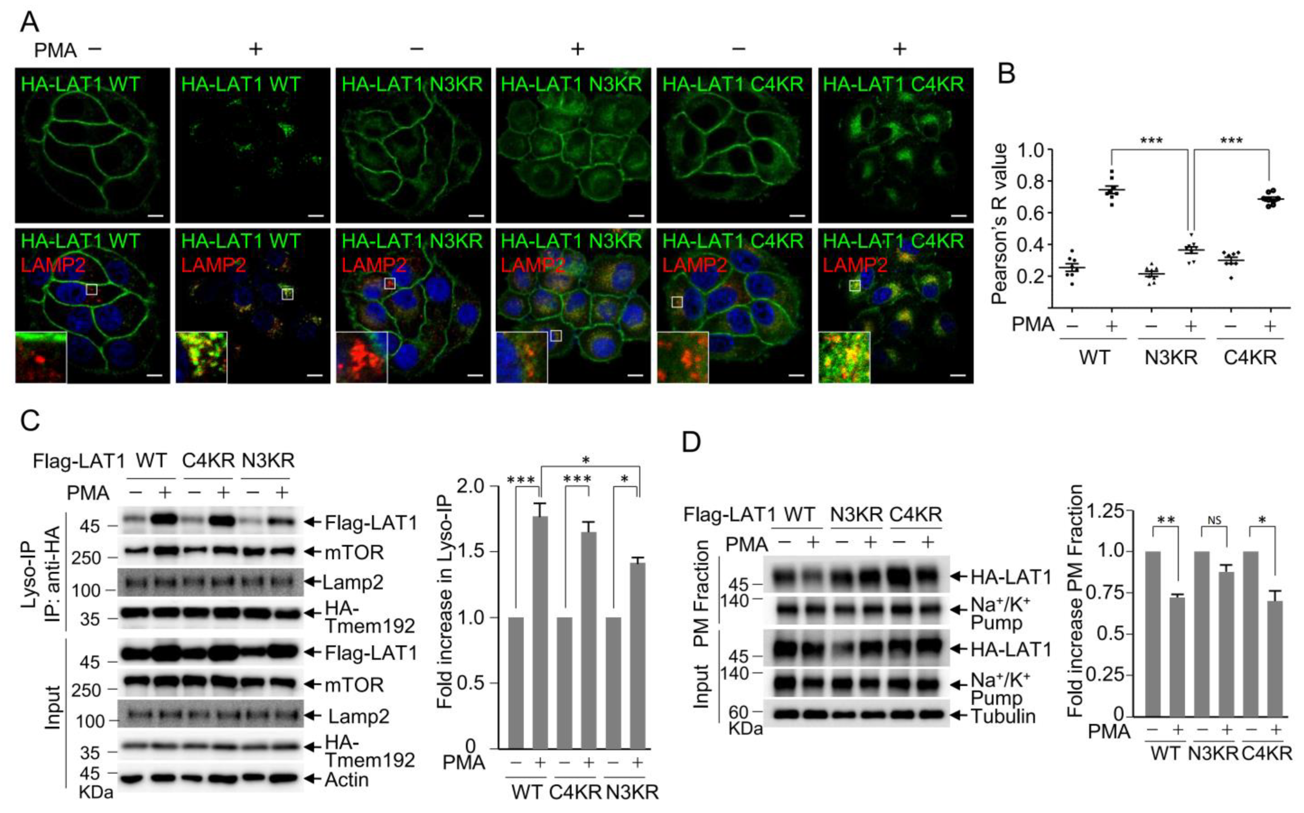 Cells 12 02504 g002 Cells 12 02504 g002