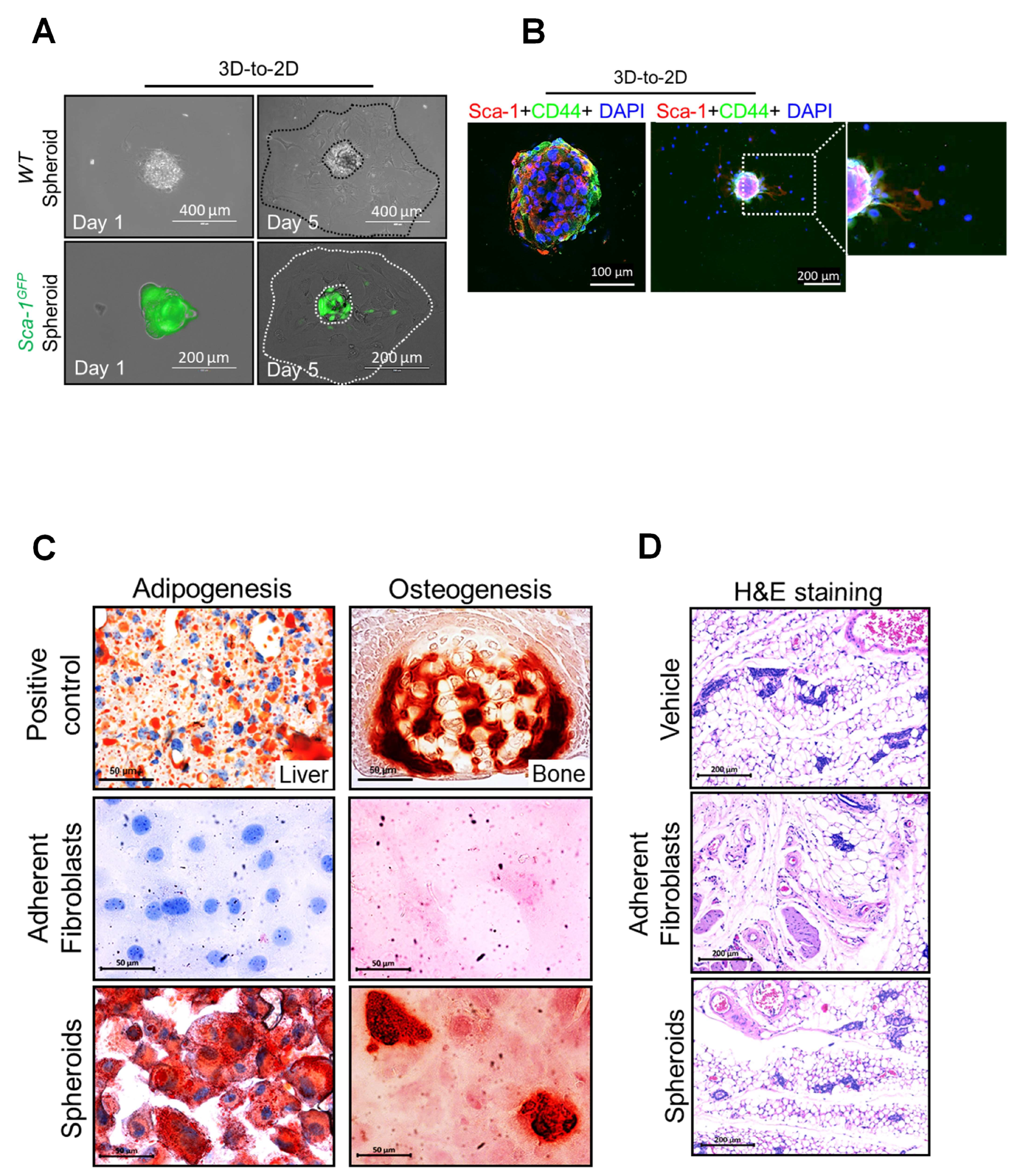 Cells 12 02508 g003 Cells 12 02508 g003