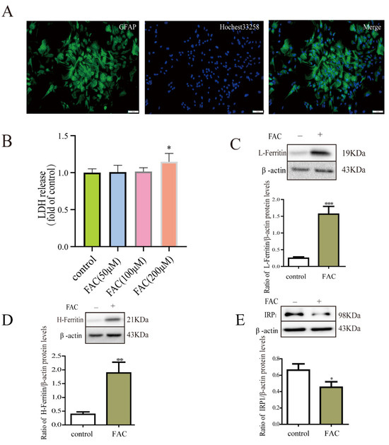 Ferritin Is Secreted from Primary Cultured Astrocyte in Ferritin Is Secreted from Primary Cultured Astrocyte in
