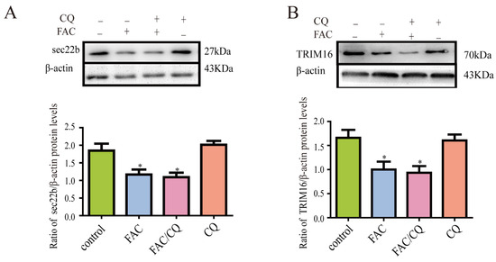 Ferritin Is Secreted from Primary Cultured Astrocyte in Ferritin Is Secreted from Primary Cultured Astrocyte in
