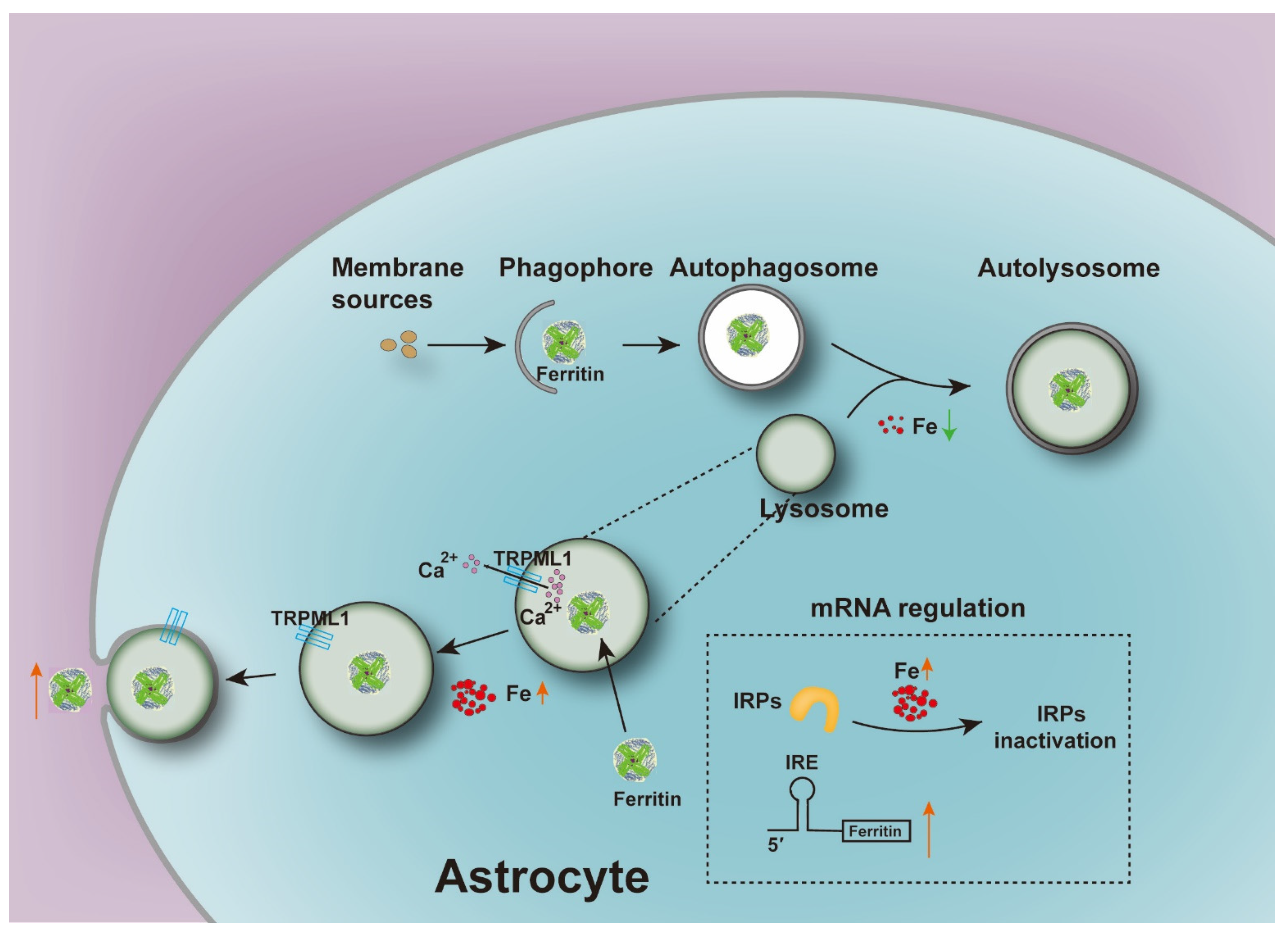 Ferritin Is Secreted from Primary Cultured Astrocyte in Ferritin Is Secreted from Primary Cultured Astrocyte in