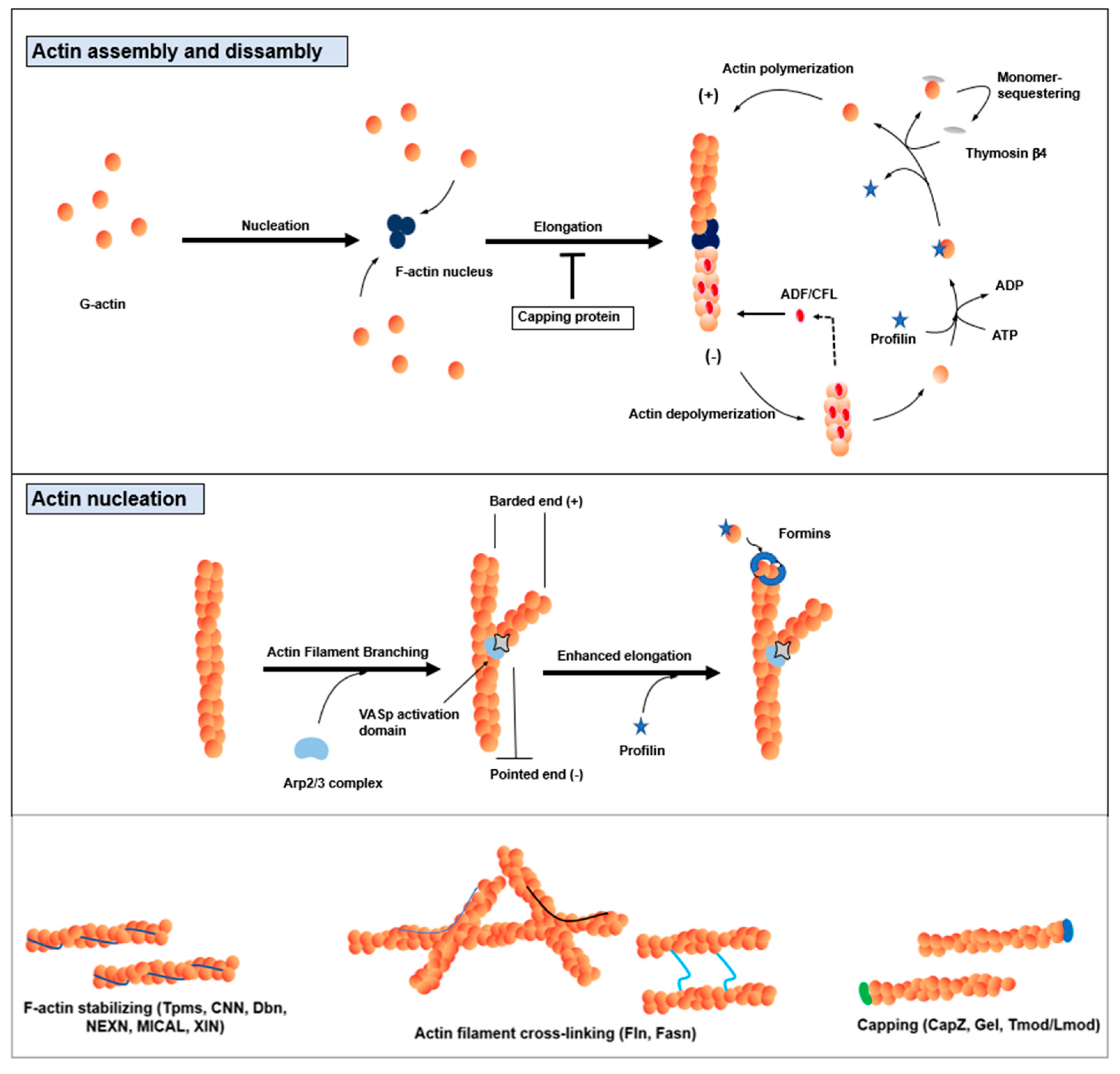 Cells | Free Full-Text | Role of Actin-Binding Proteins in 