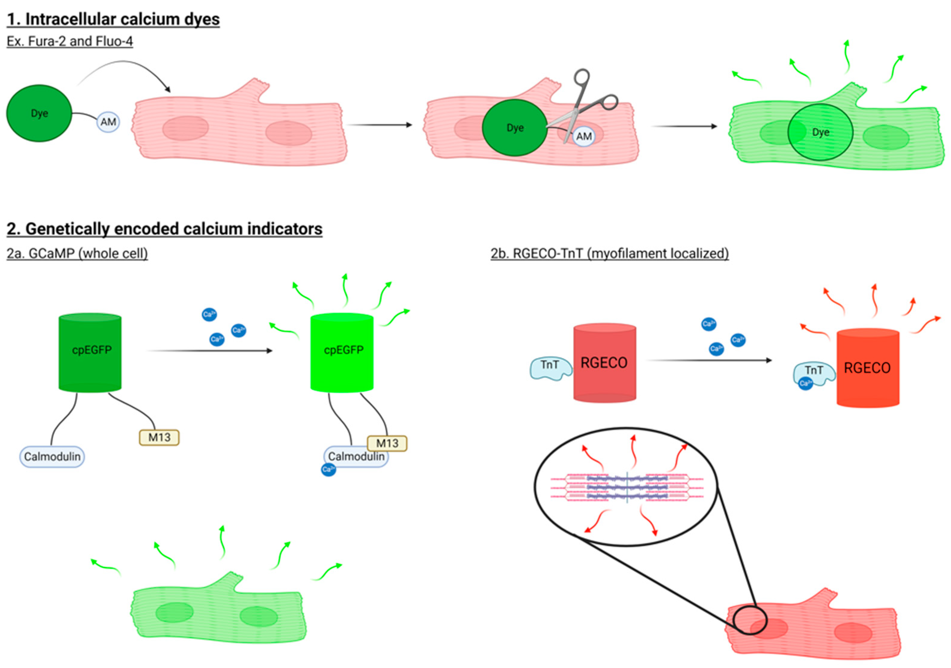 Cells 12 02526 g002 Cells 12 02526 g002
