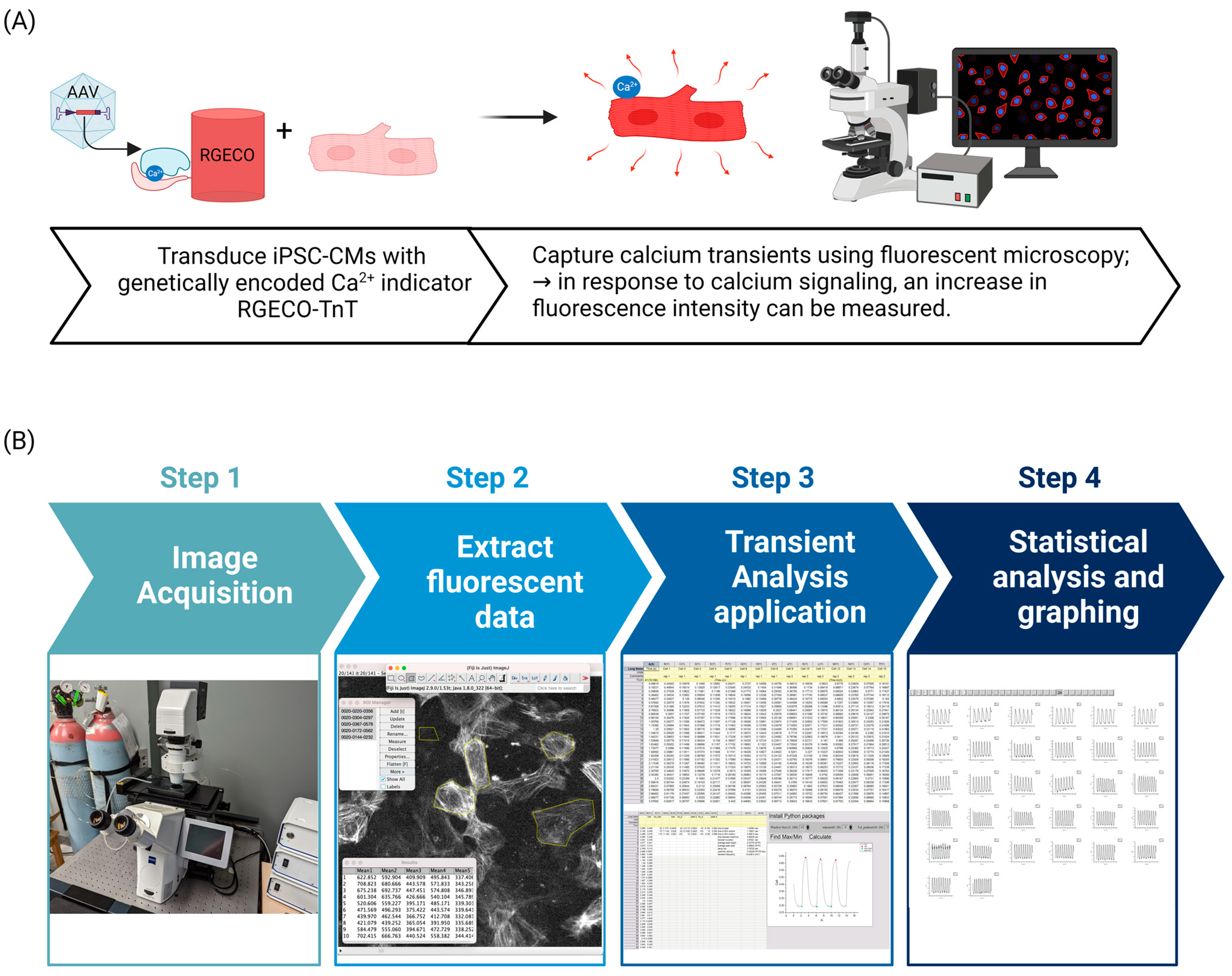 Cells 12 02526 g003 Cells 12 02526 g003