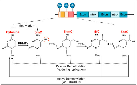 The Role of Clonal Hematopoiesis of Indeterminant Potential
