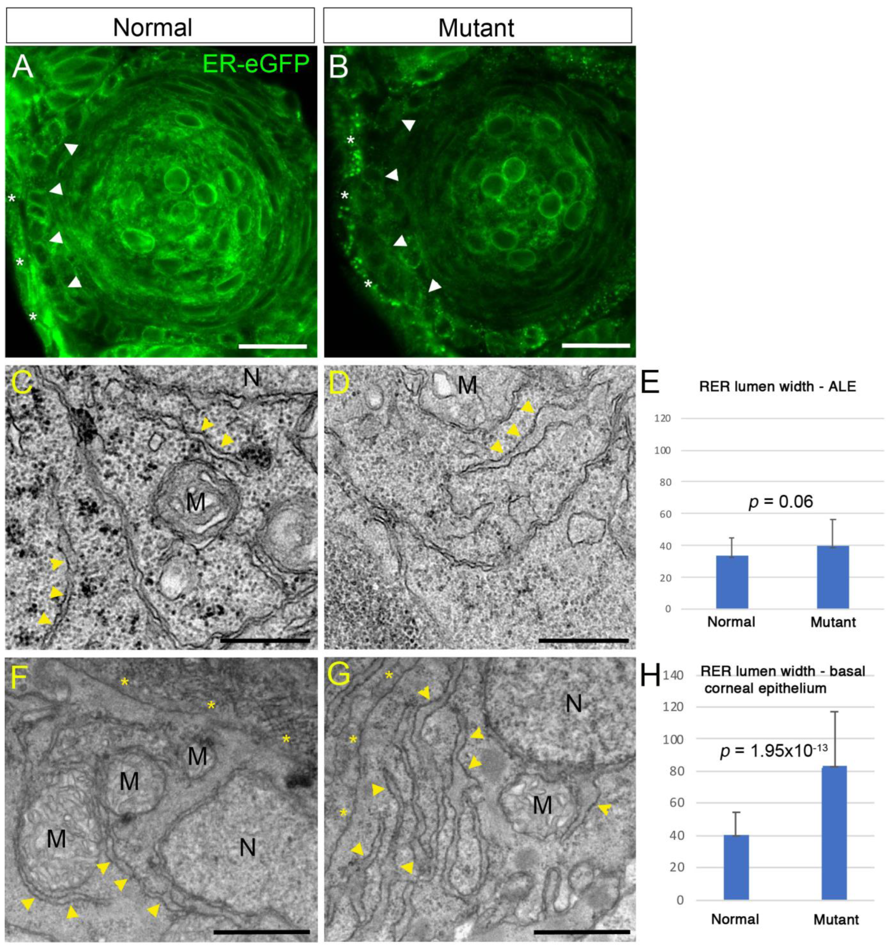 Cells 12 02540 g001 Cells 12 02540 g001