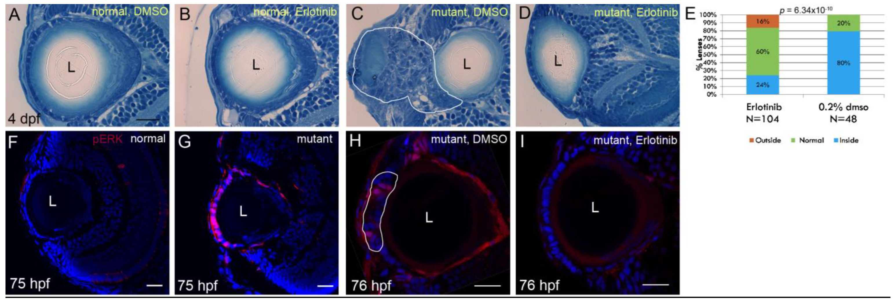 Cells 12 02540 g004 Cells 12 02540 g004