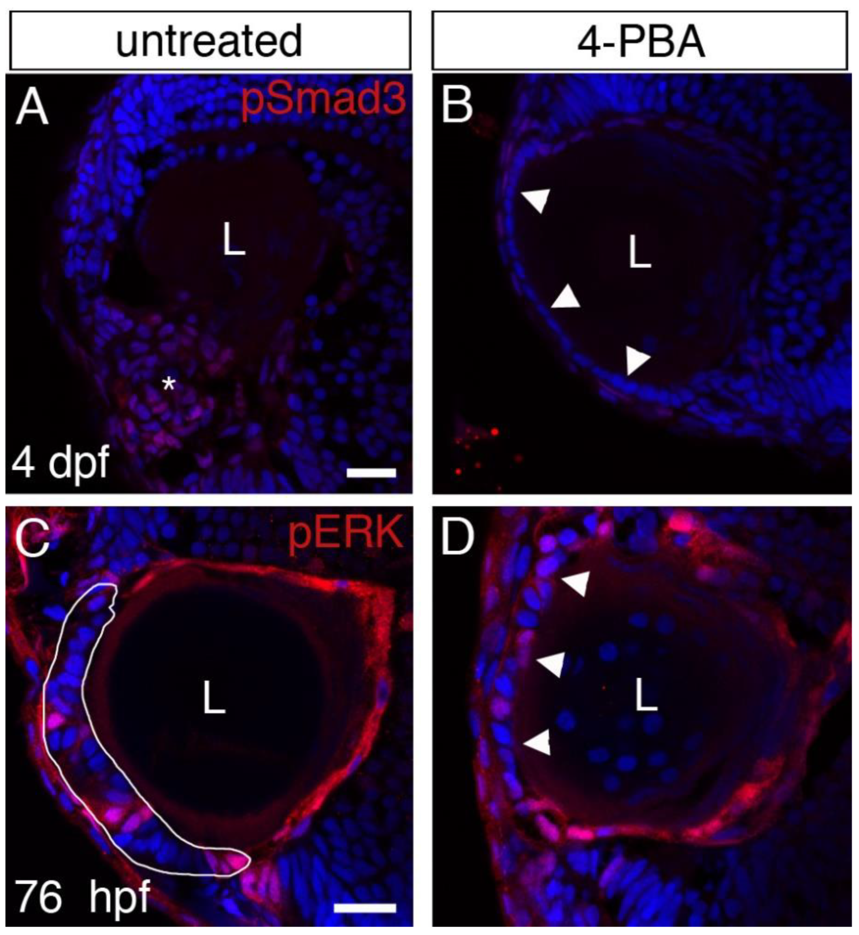 Cells 12 02540 g006 Cells 12 02540 g006