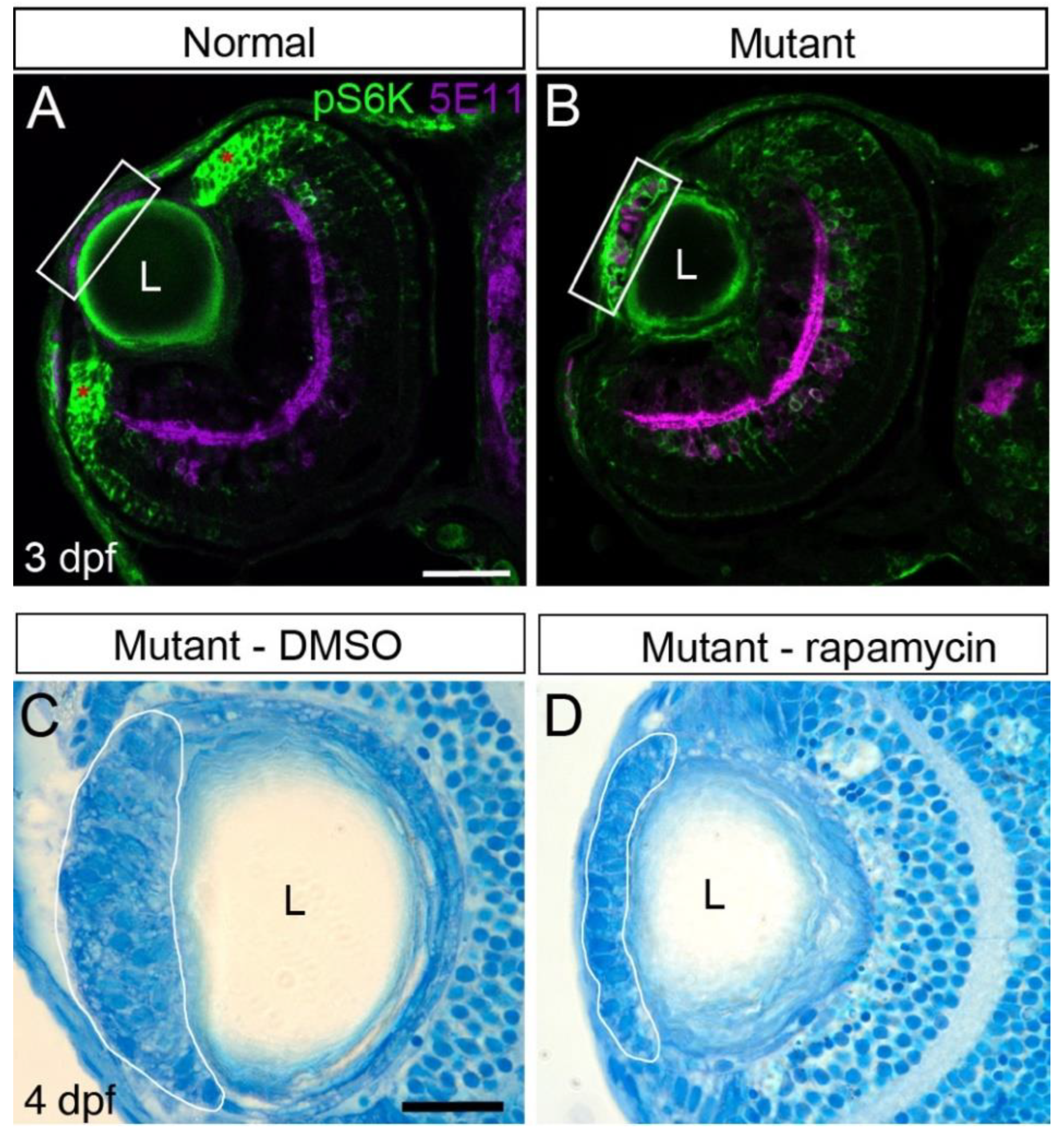 Cells 12 02540 g007 Cells 12 02540 g007