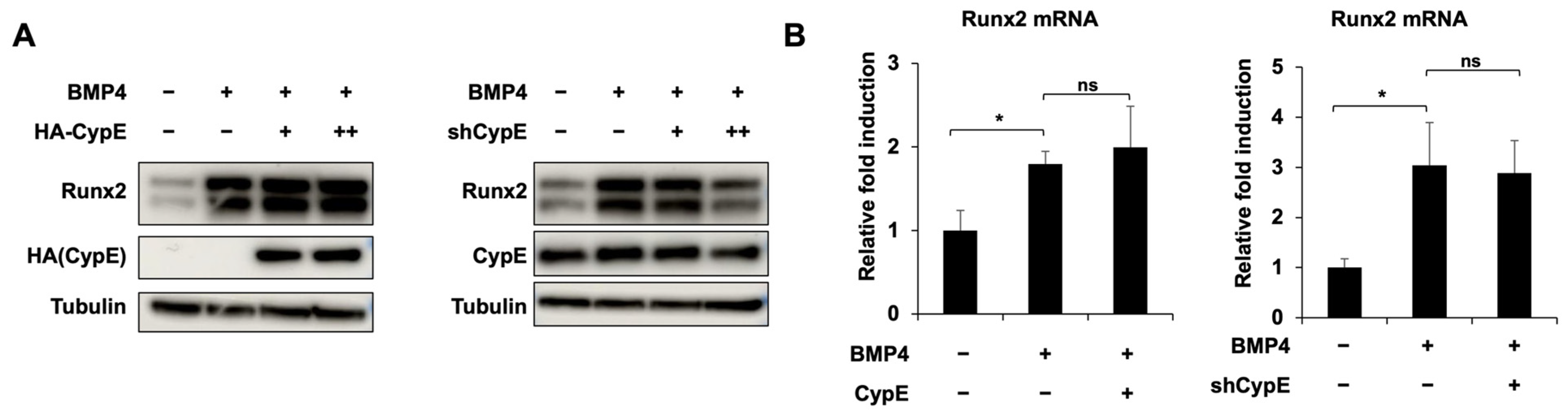 Cells 12 02549 g003a