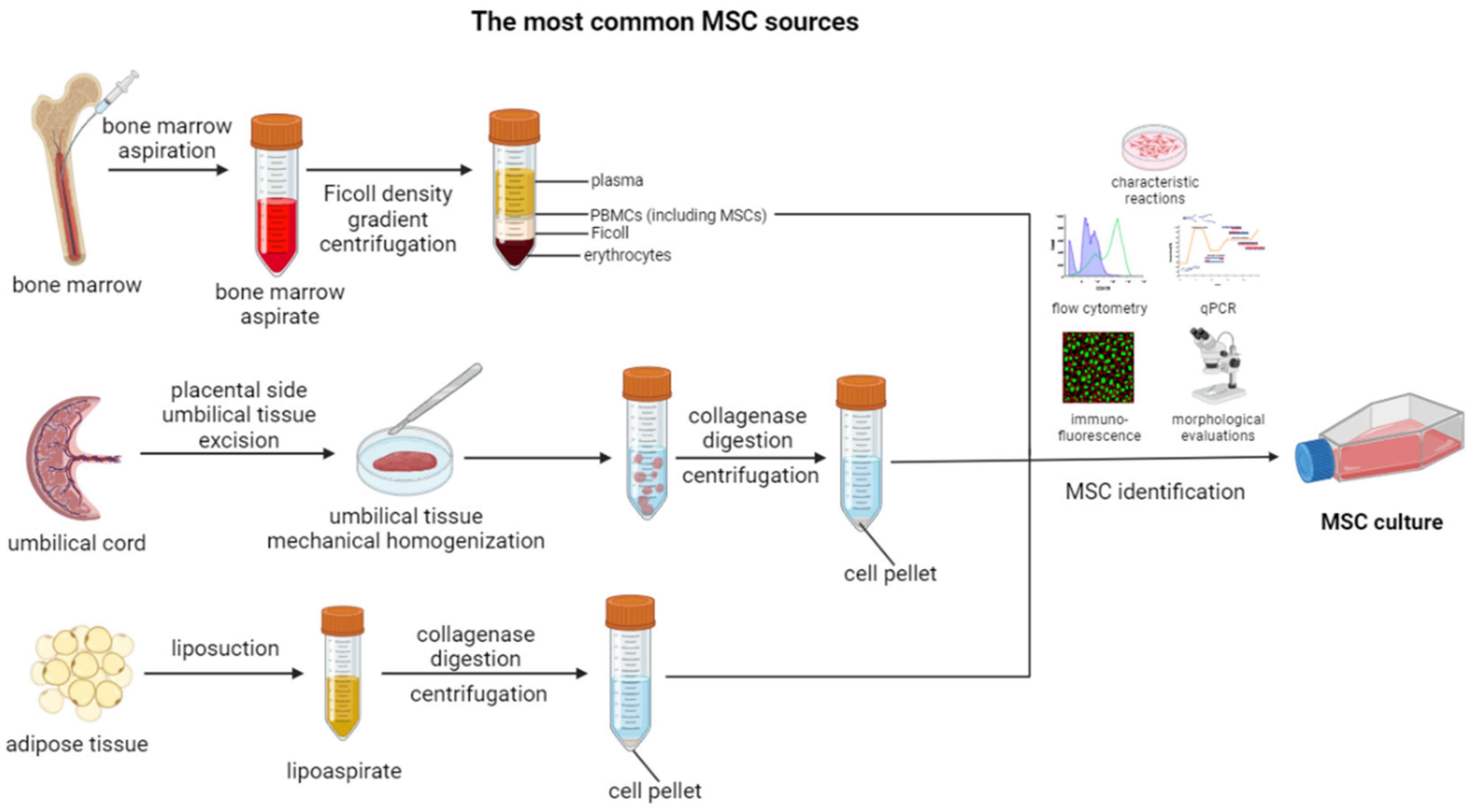 Cells 12 02559 g001 Cells 12 02559 g001