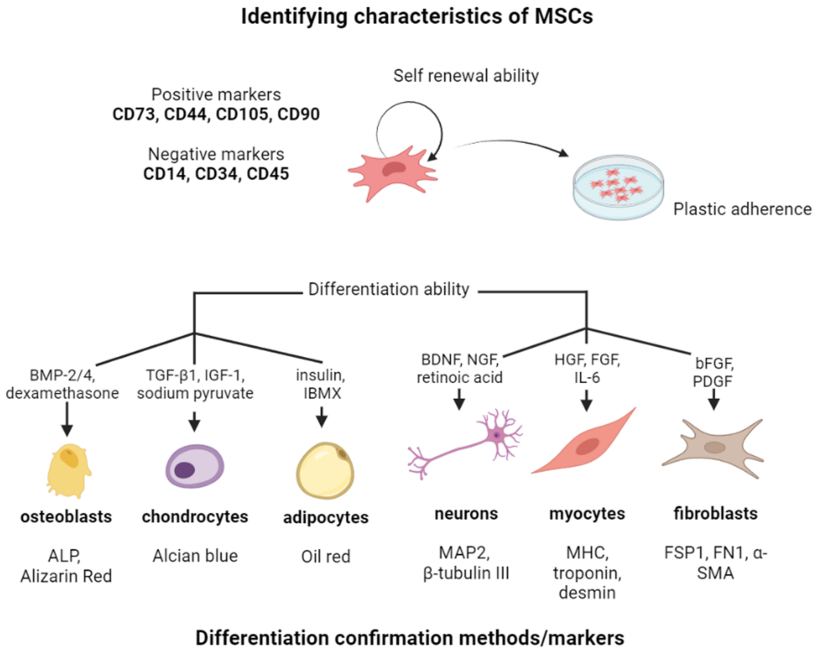 Cells 12 02559 g002 Cells 12 02559 g002