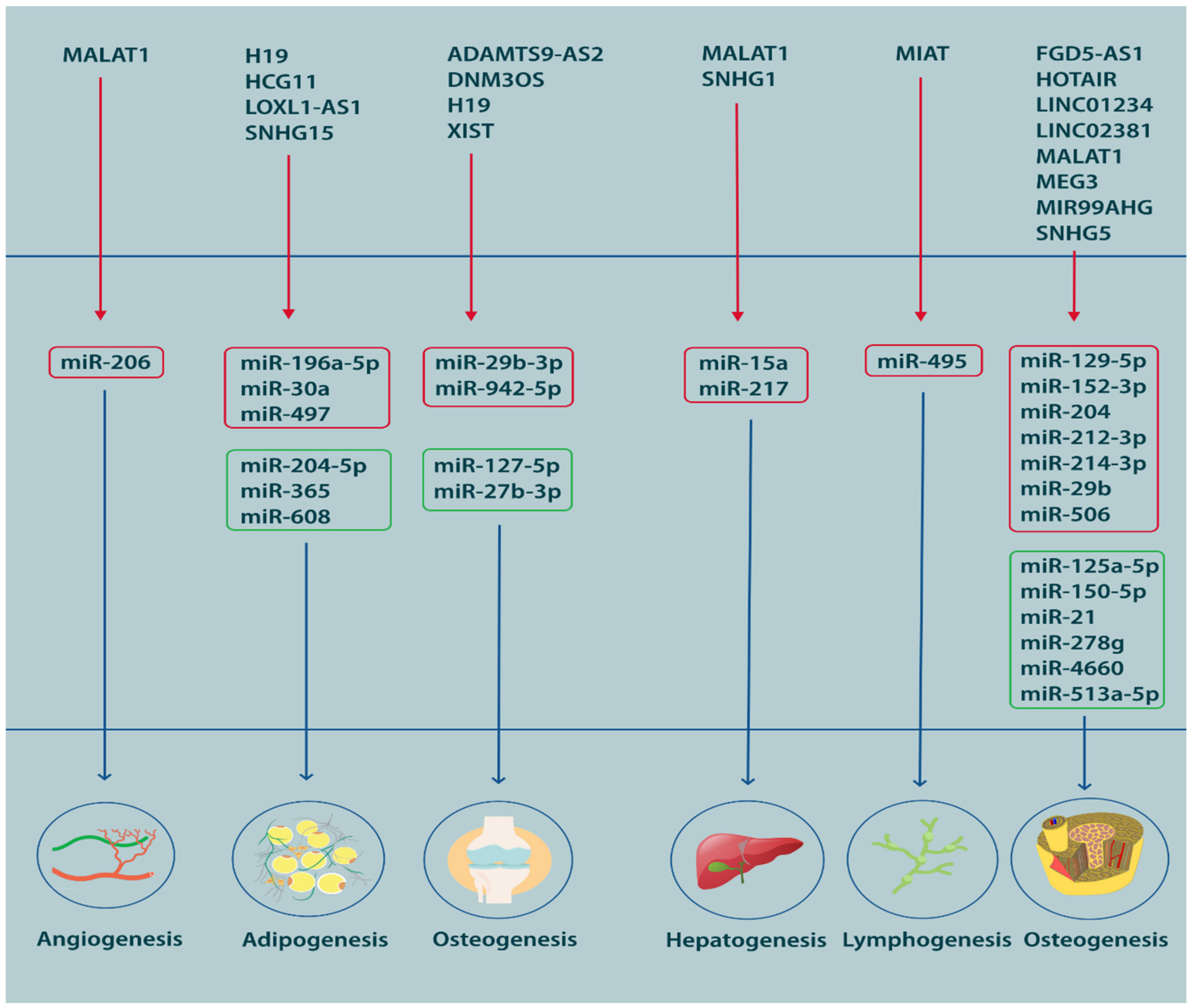 Cells 12 02559 g003 Cells 12 02559 g003