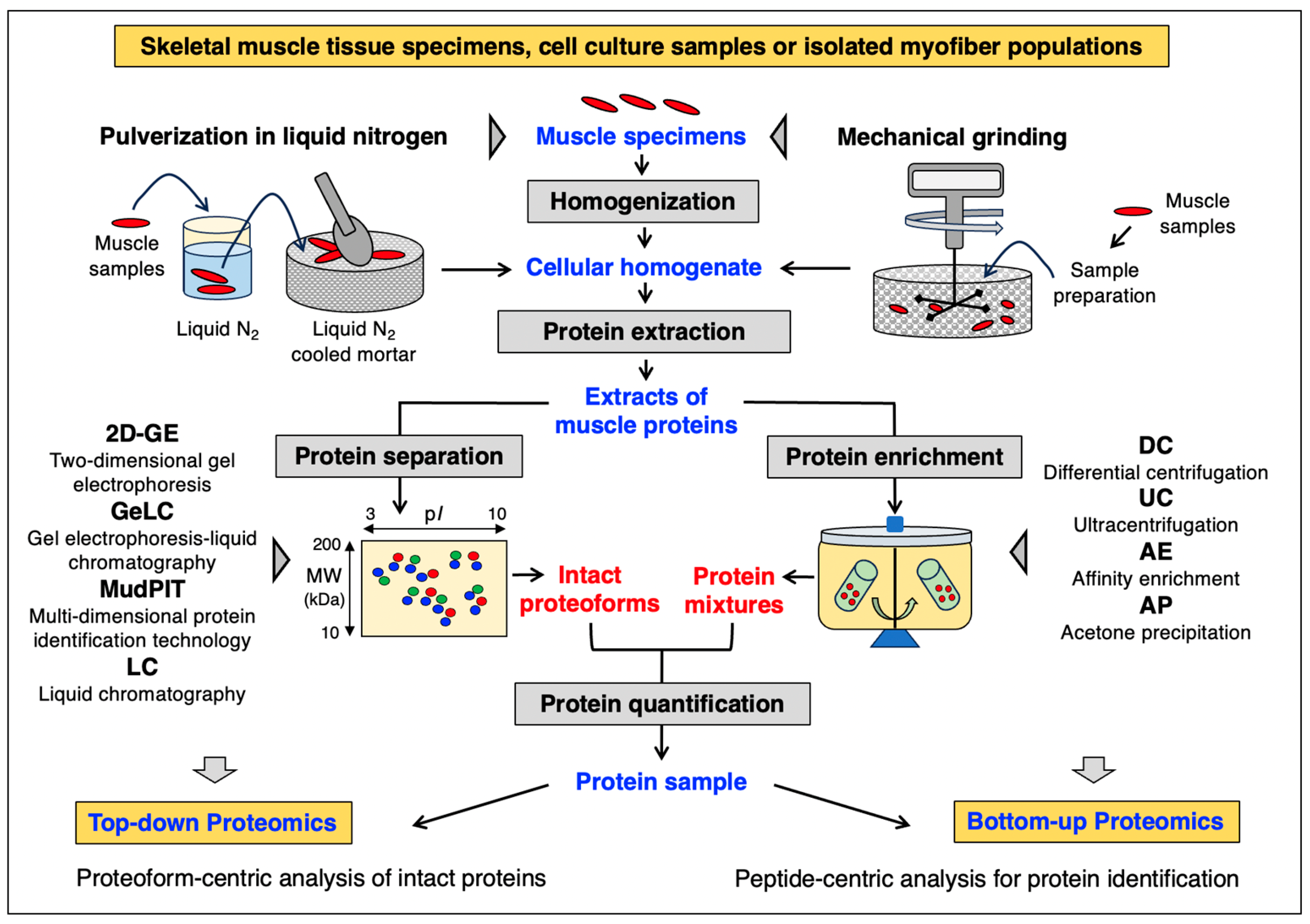 Single-Cell Proteomics with Spatial Attributes: Tools and Techniques