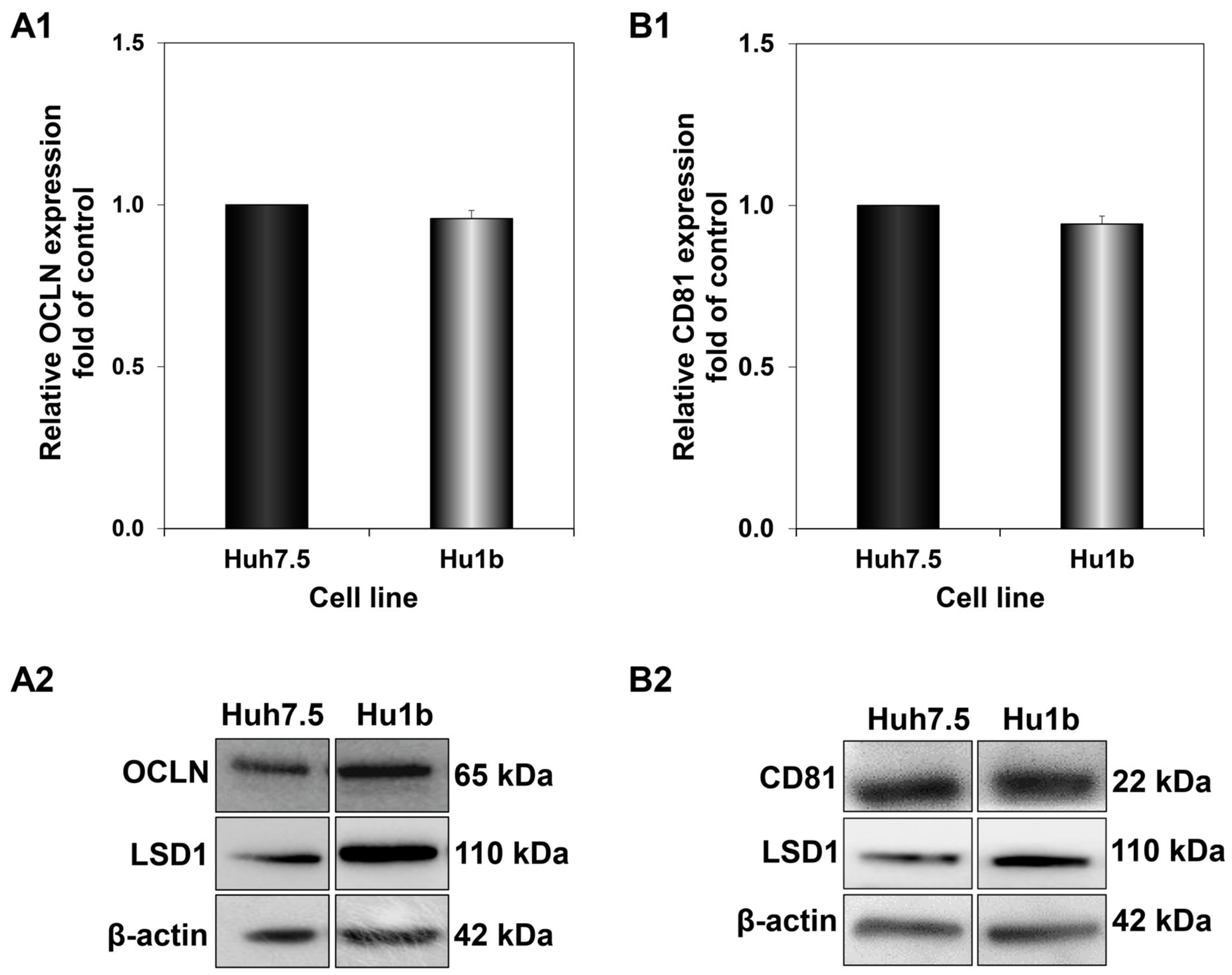 Cells 12 02568 g008 Cells 12 02568 g008