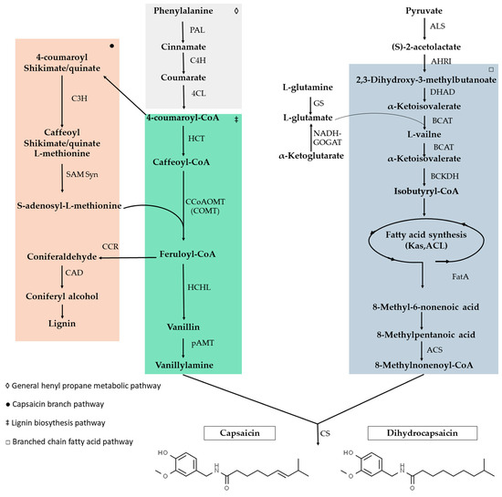 Capsaicinoids and Their Effects on Cancer: The “Double-Edged
