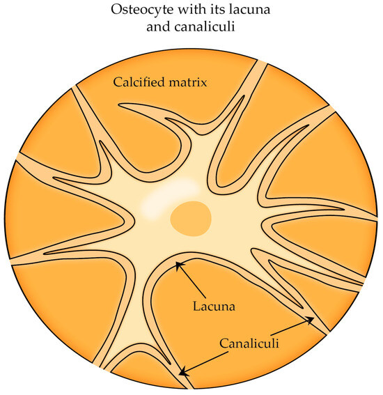 A Brief Review of Bone Cell Function and Importance