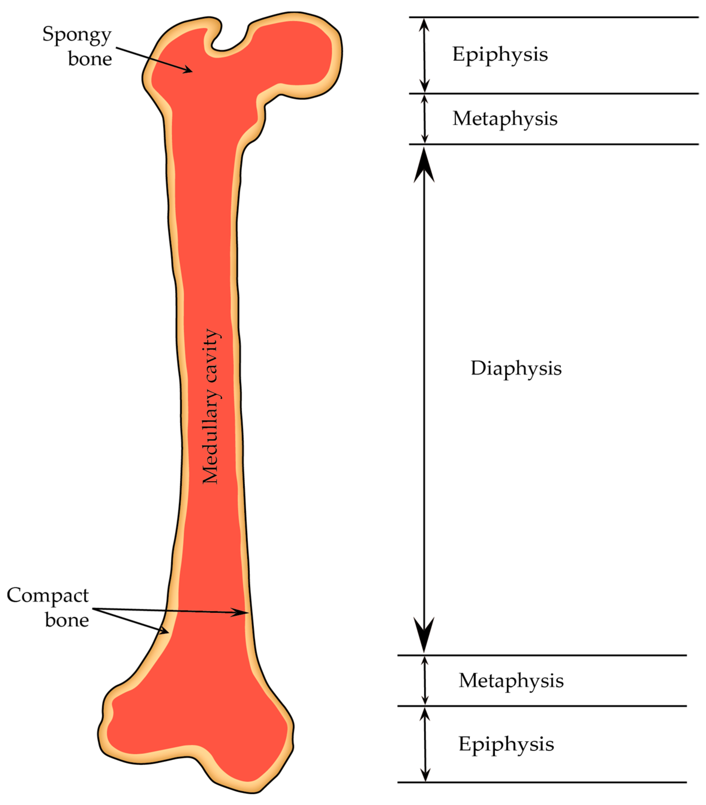 Cells 12 02576 g010 Cells 12 02576 g010