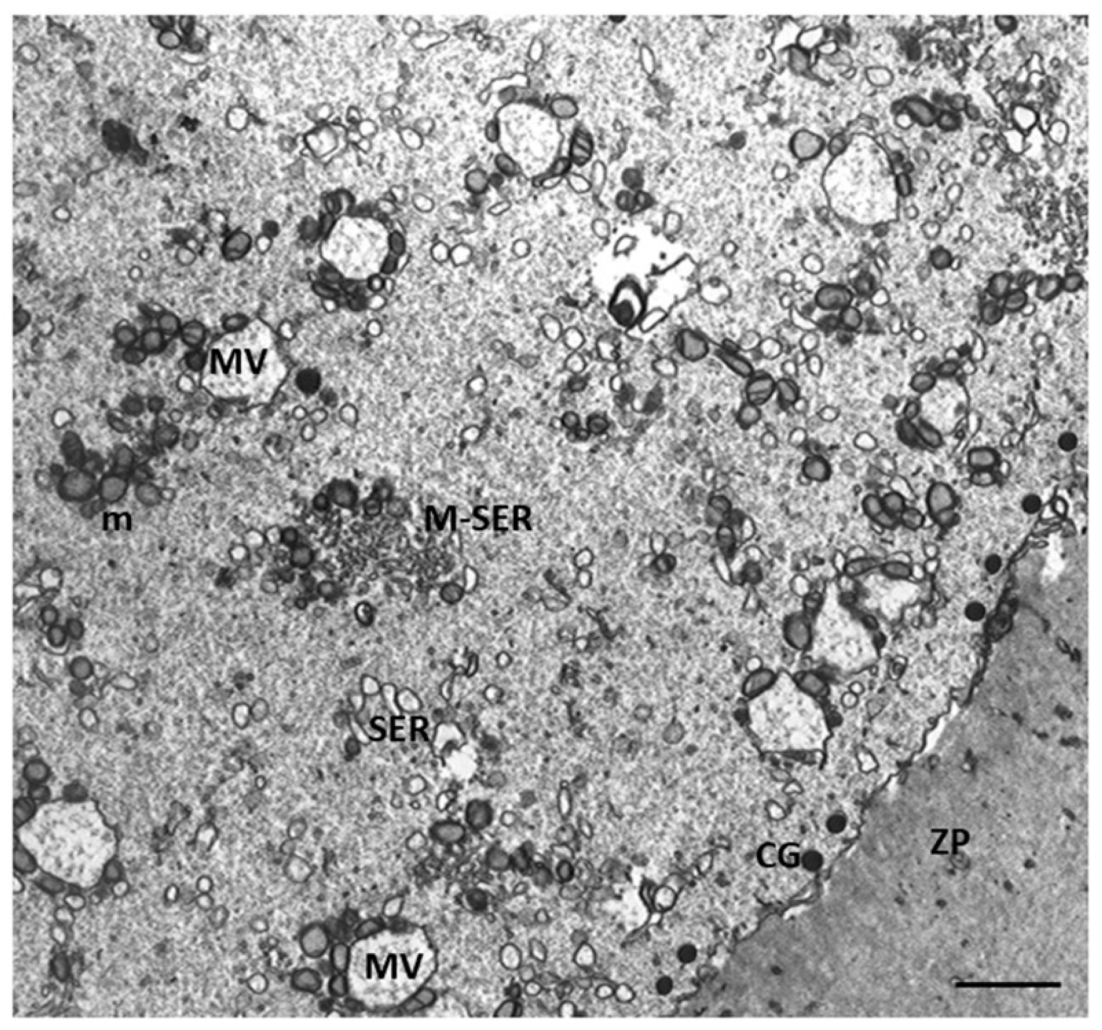 Cells 12 02577 g002 Cells 12 02577 g002