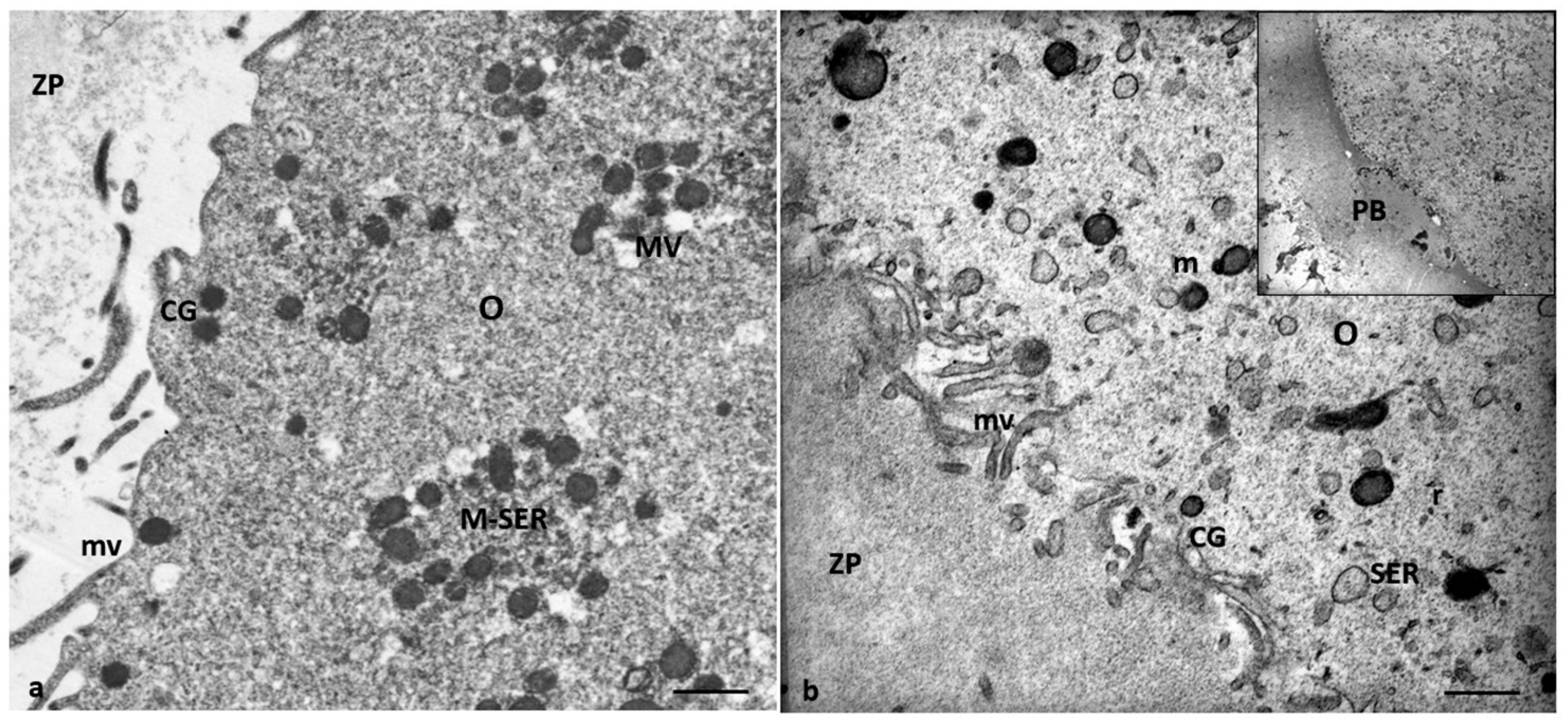 Cells 12 02577 g003 Cells 12 02577 g003