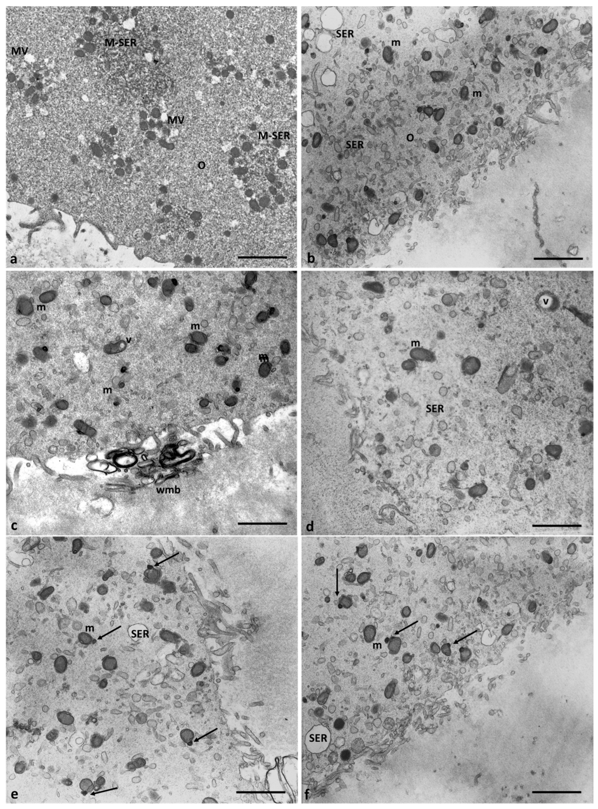 Cells 12 02577 g007 Cells 12 02577 g007