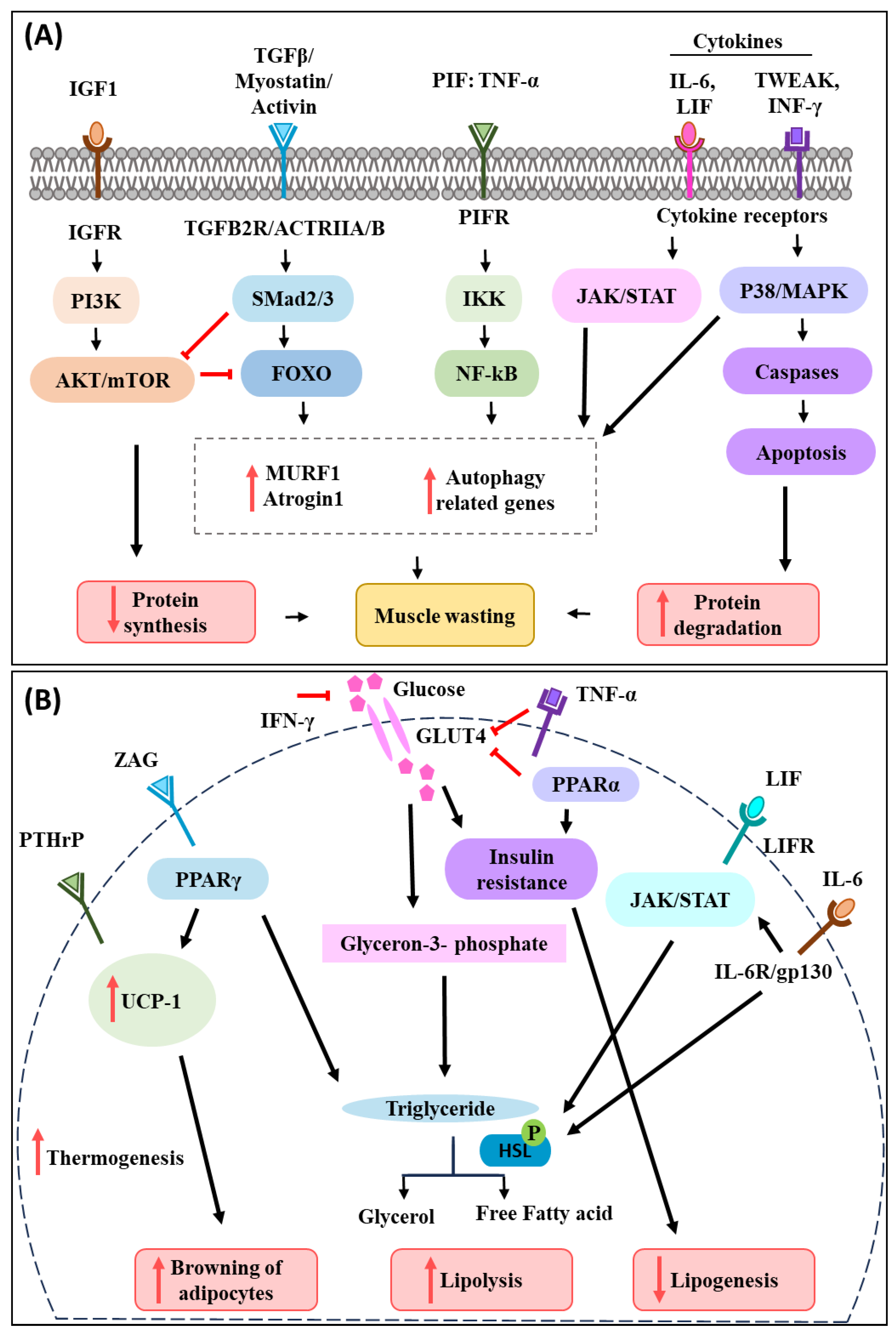 Cells 12 02598 g001 Cells 12 02598 g001