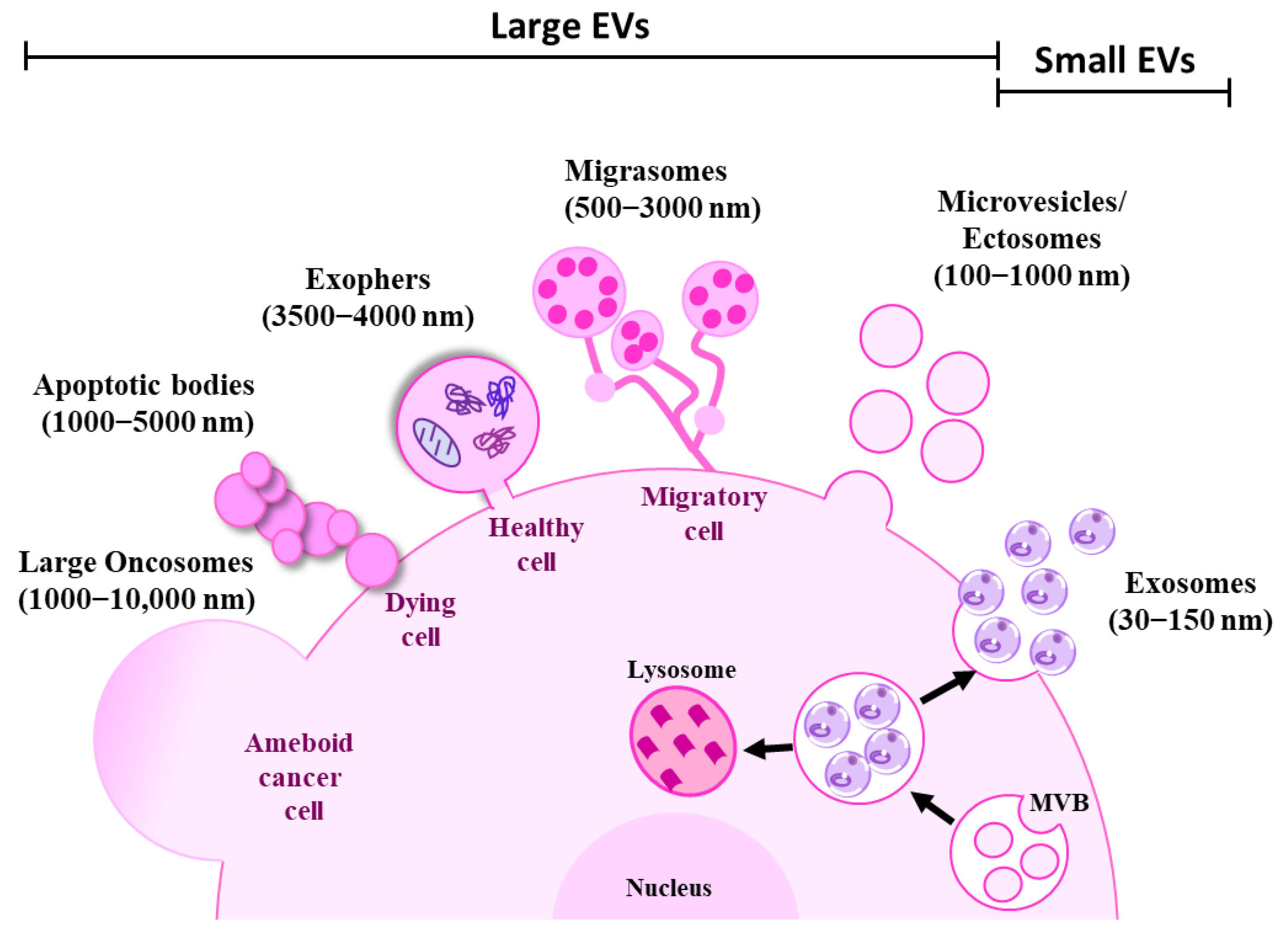 Cells 12 02598 g002 Cells 12 02598 g002