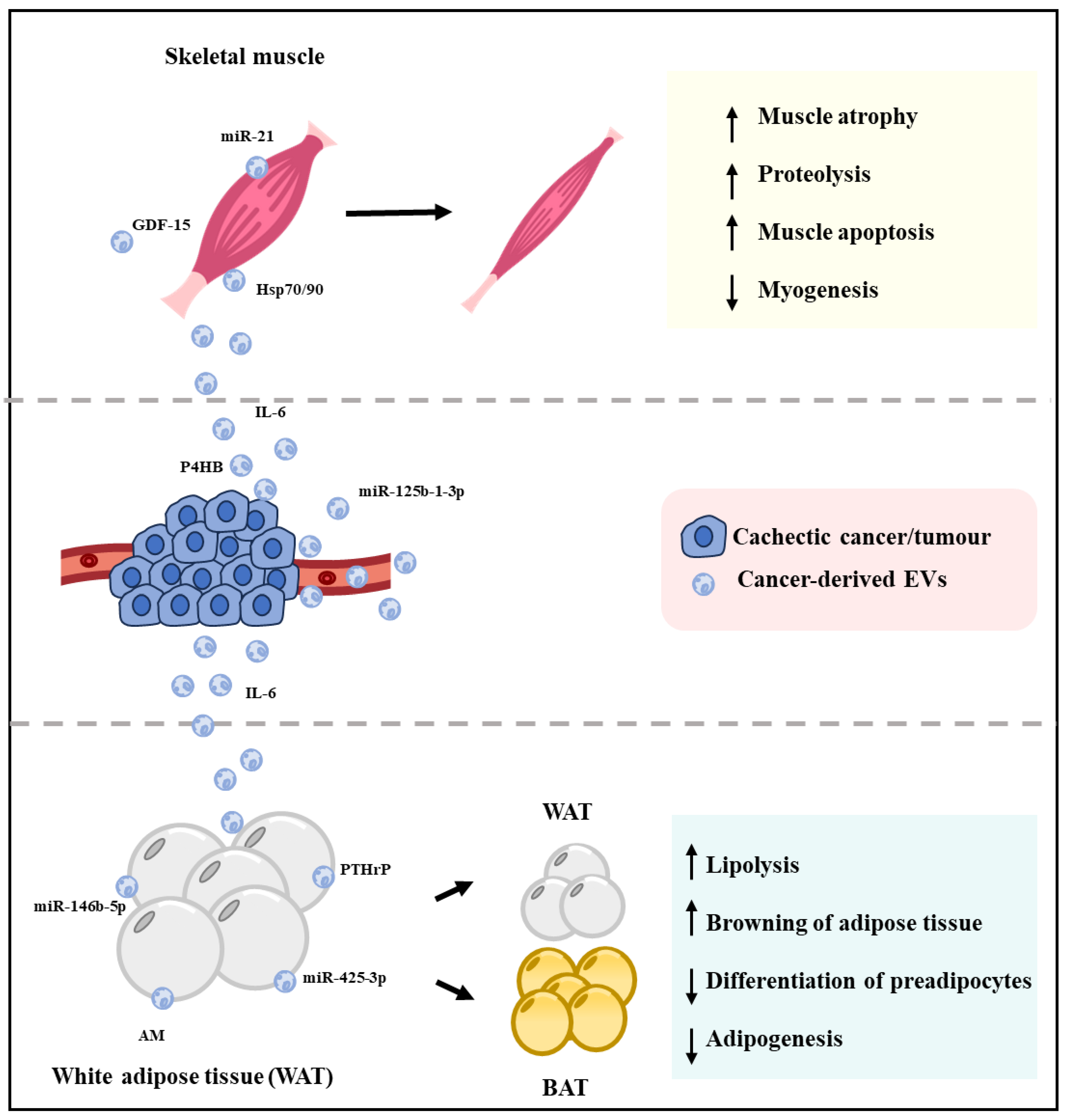Cells 12 02598 g003 Cells 12 02598 g003