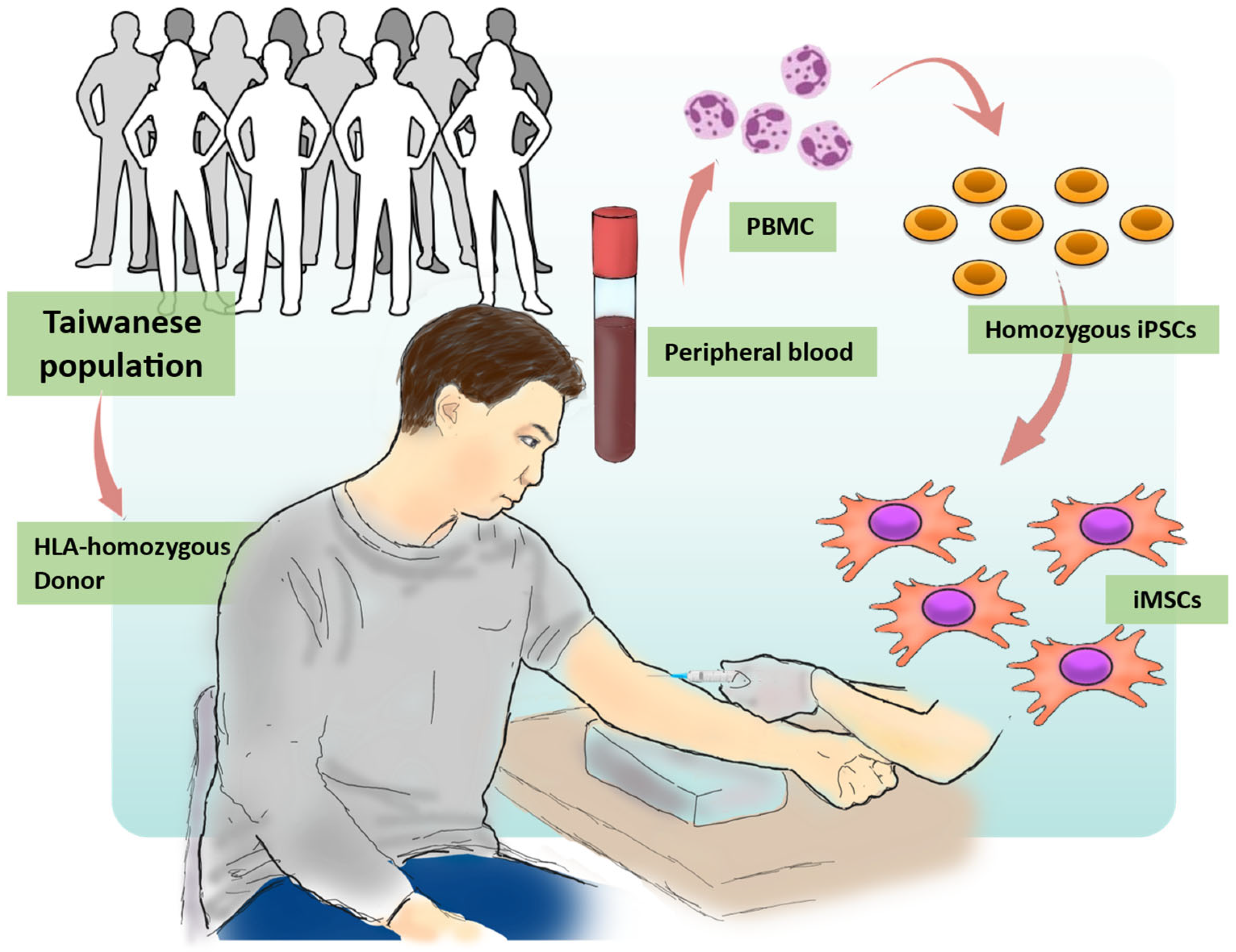 HLA Homozygous iPSC Derived Mesenchymal Stem Cells Rescue Rotenone Induced Experimental Leber s Hereditary Optic Neuropathy like Models In Vitro and In Vivo