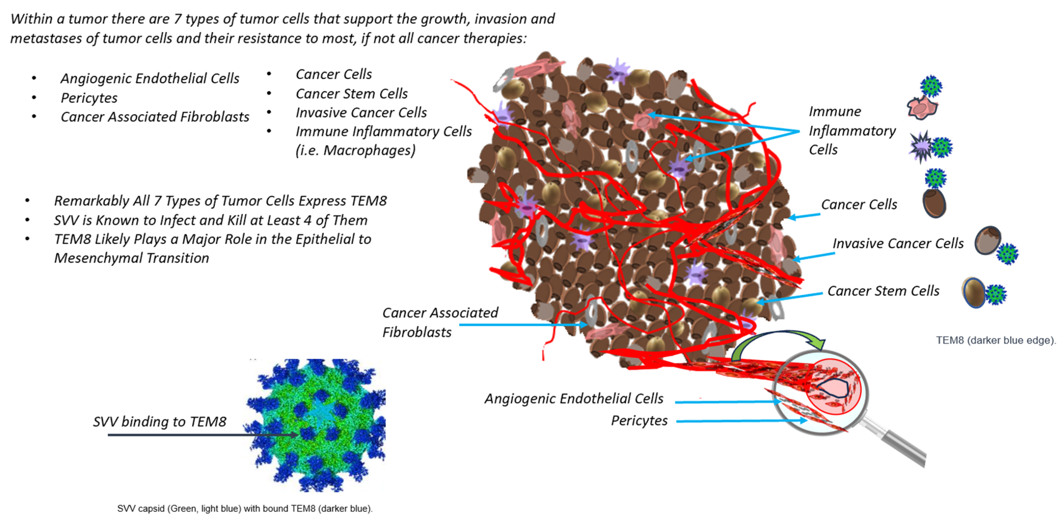 Cells 12 02623 g001 Cells 12 02623 g001