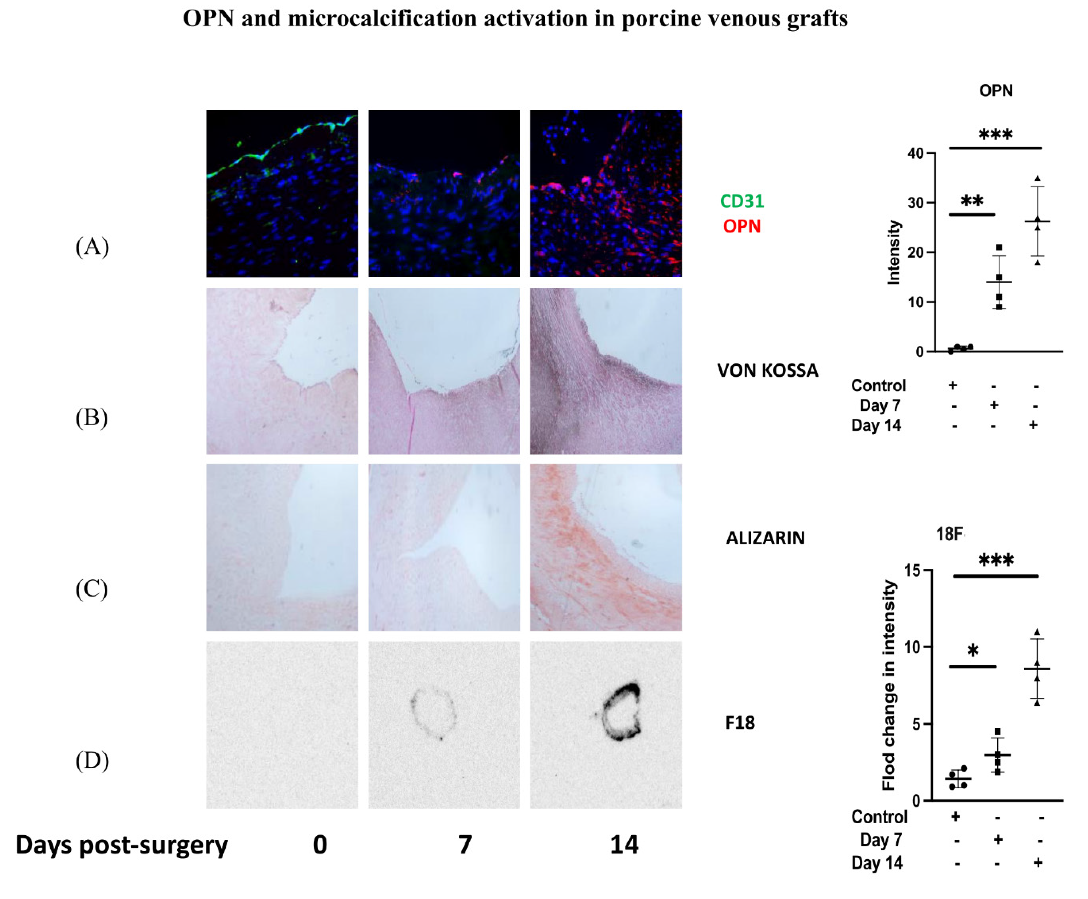 Cells 12 02627 g001