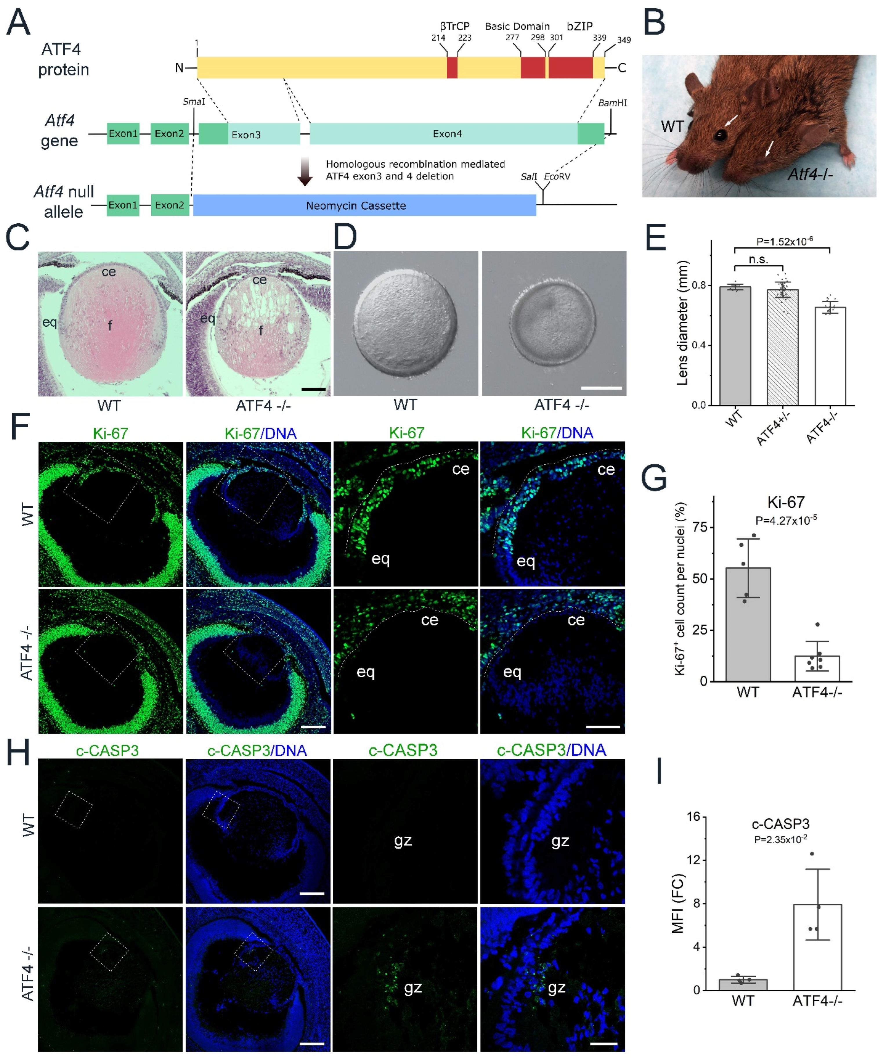 Cells 12 02636 g001 Cells 12 02636 g001