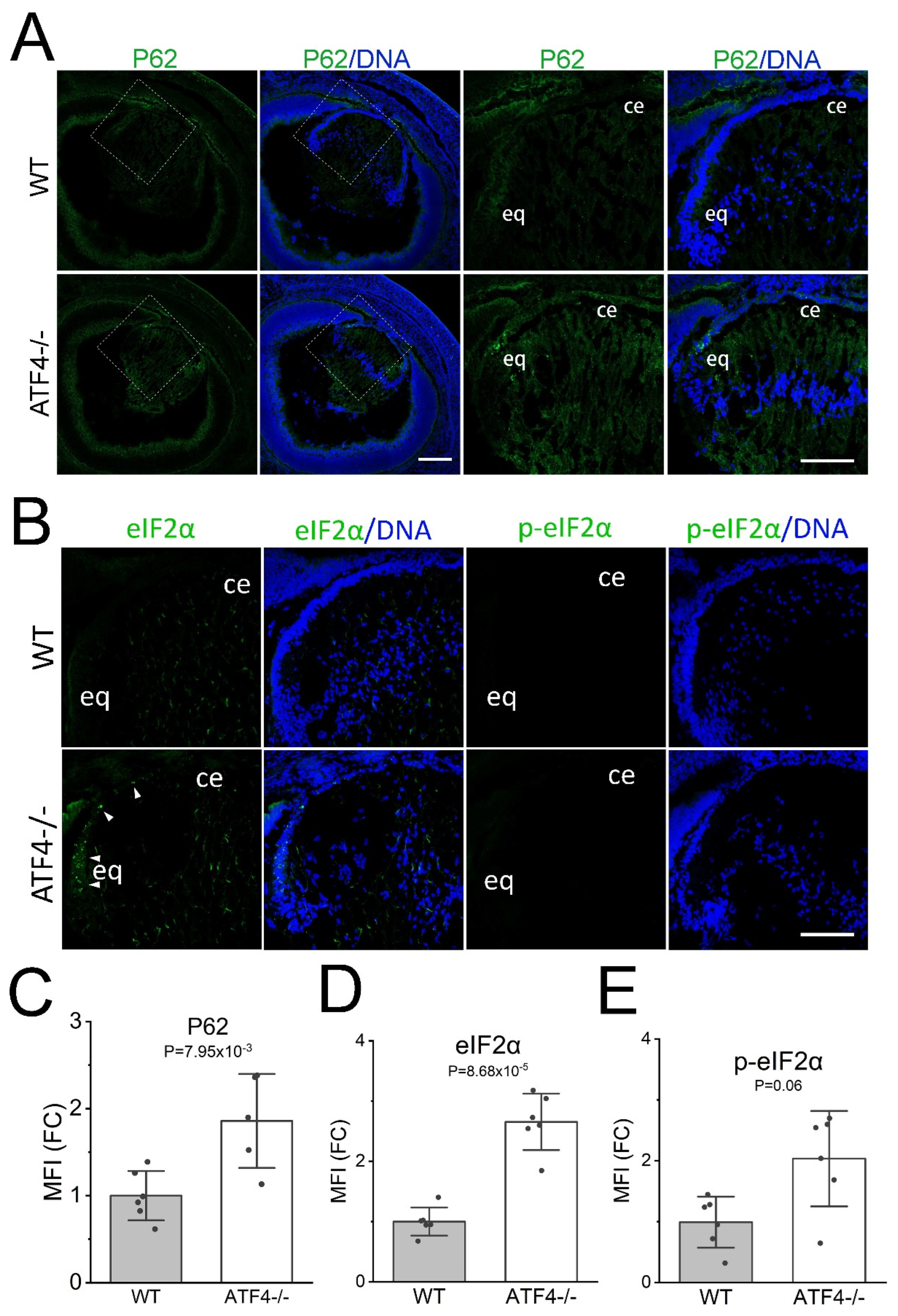 Cells 12 02636 g002 Cells 12 02636 g002