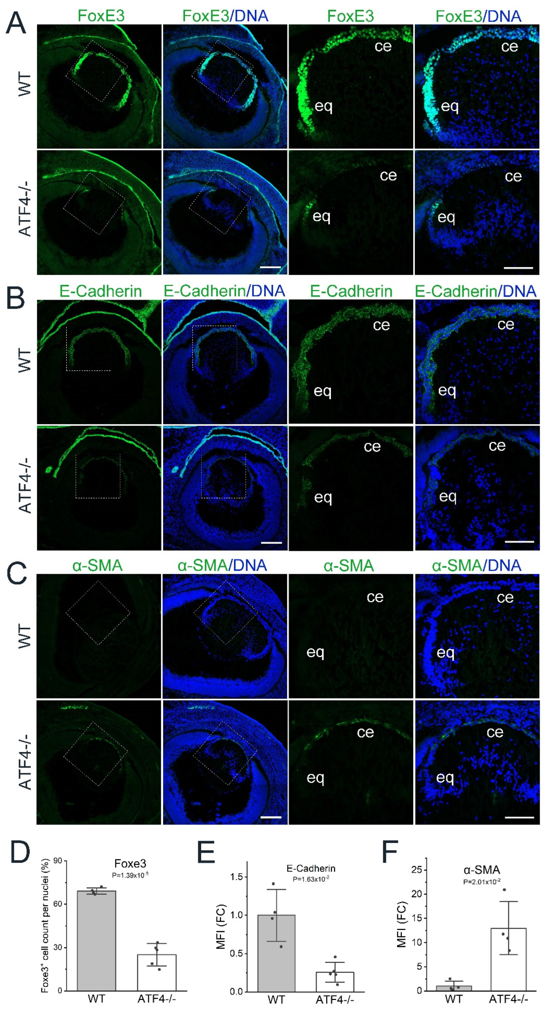 Cells 12 02636 g003 Cells 12 02636 g003