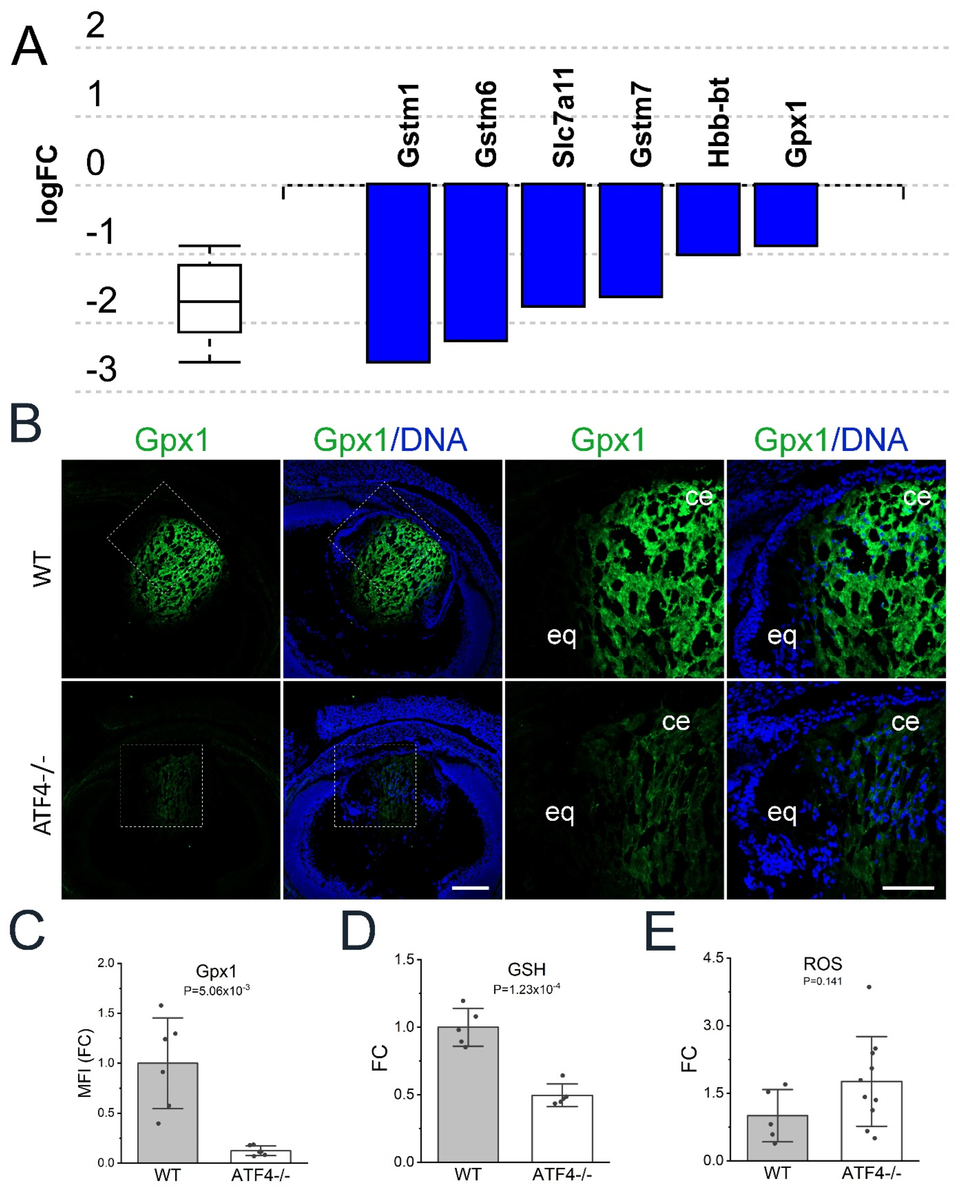 Cells 12 02636 g007 Cells 12 02636 g007
