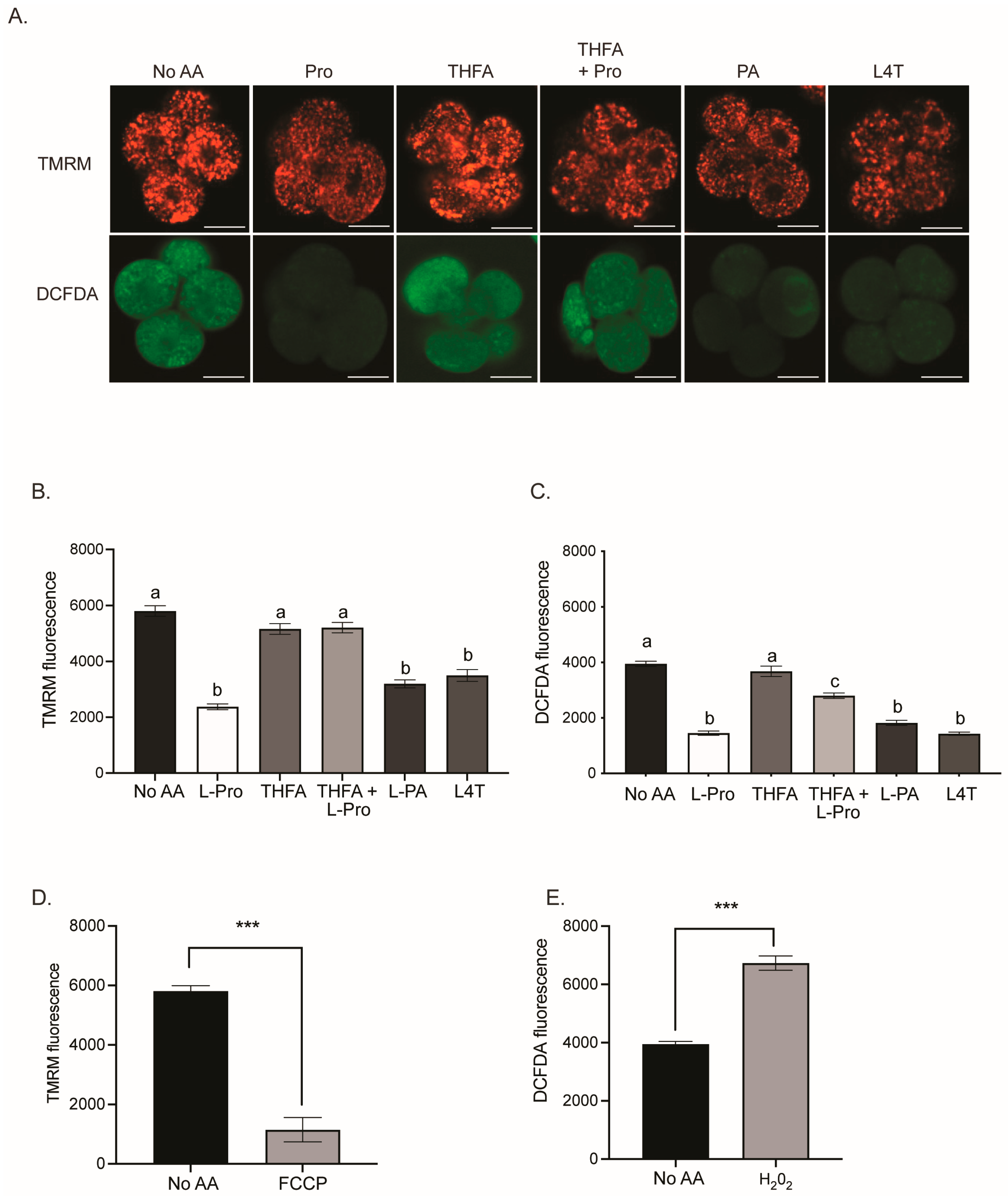 Cells 12 02640 g005 Cells 12 02640 g005