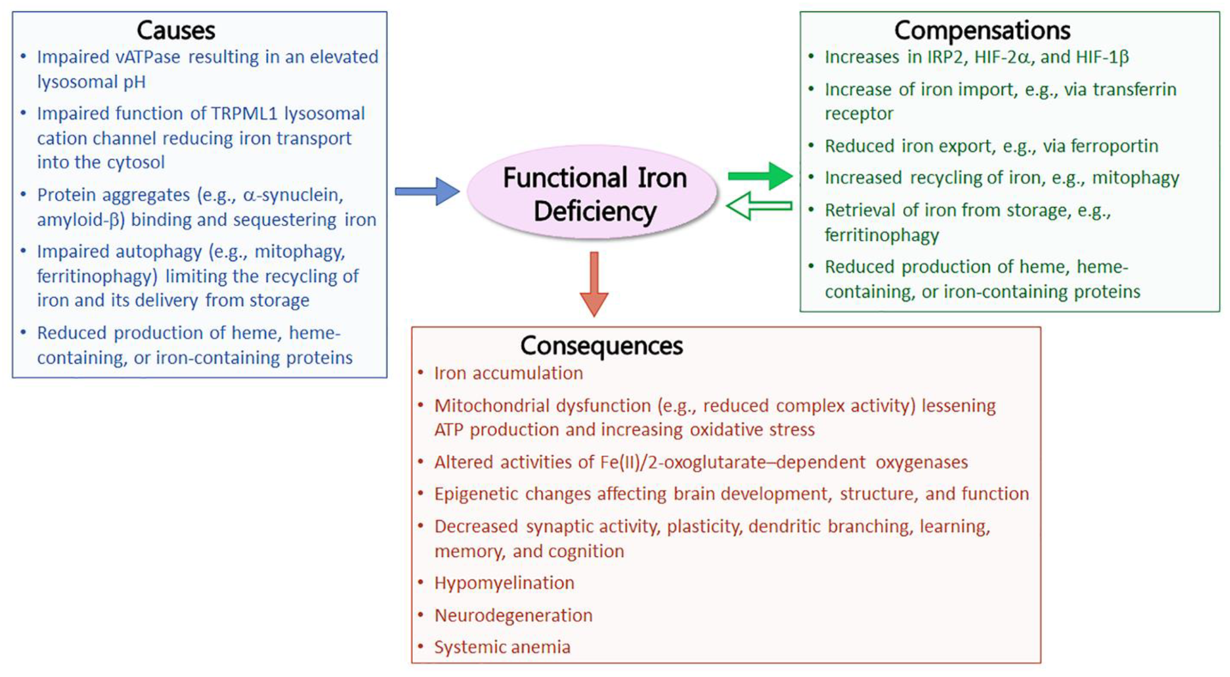 Cells 12 02641 g001 Cells 12 02641 g001